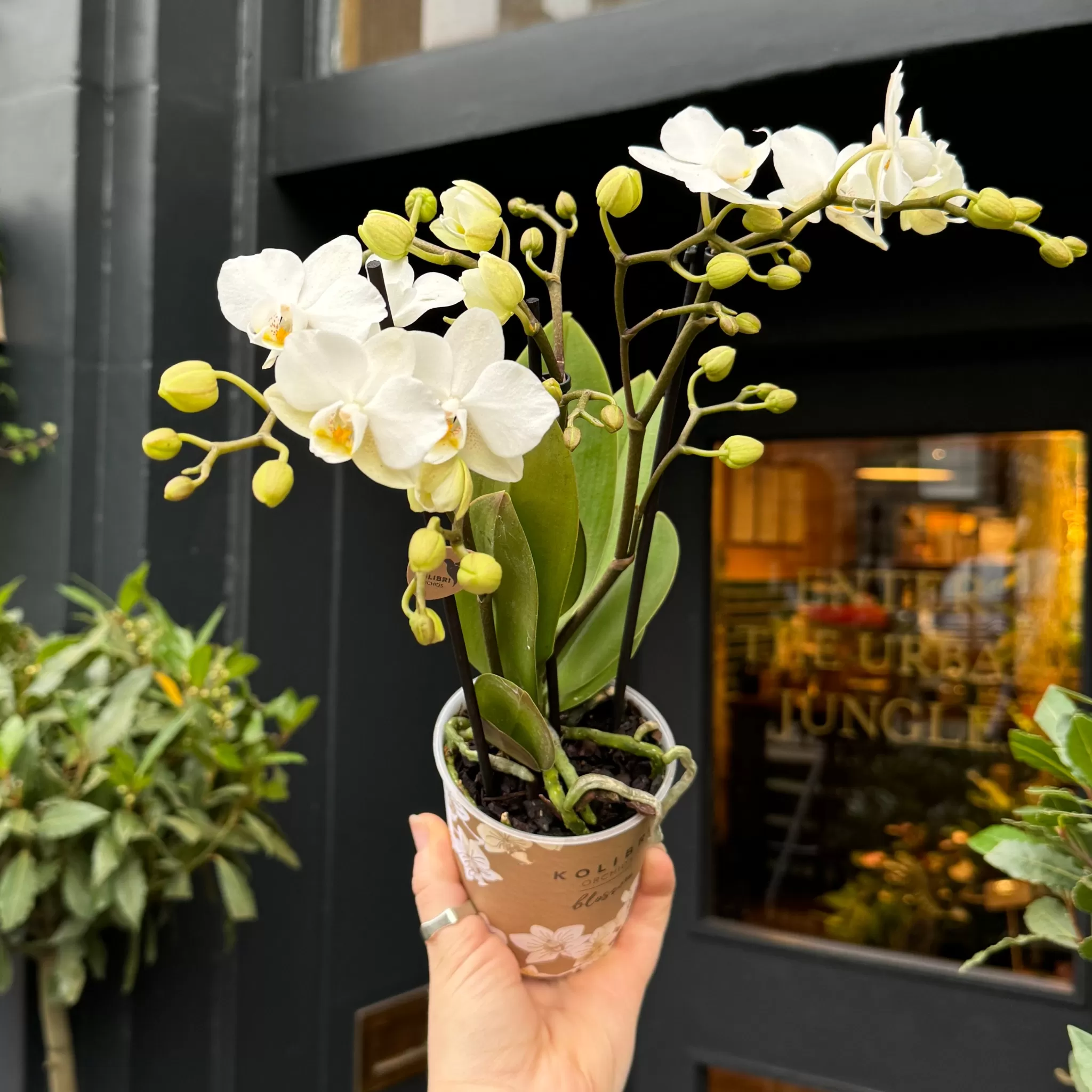 grow urban Phalaenopsis 'Zurich'- Pet Friendly | Foliage Plants