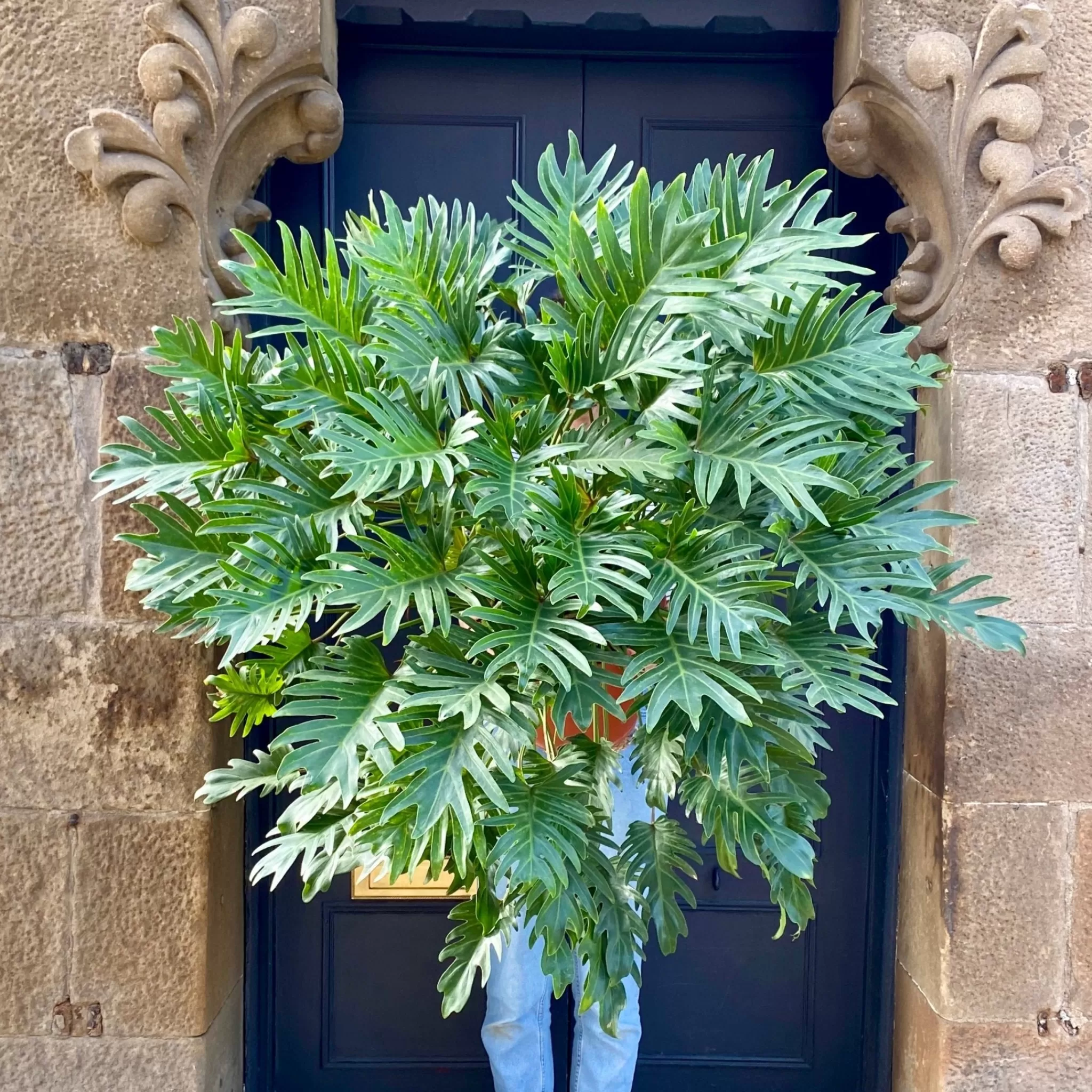 grow urban Philodendron Bipinnatifidum ‘Winterbourn’- Philodendron