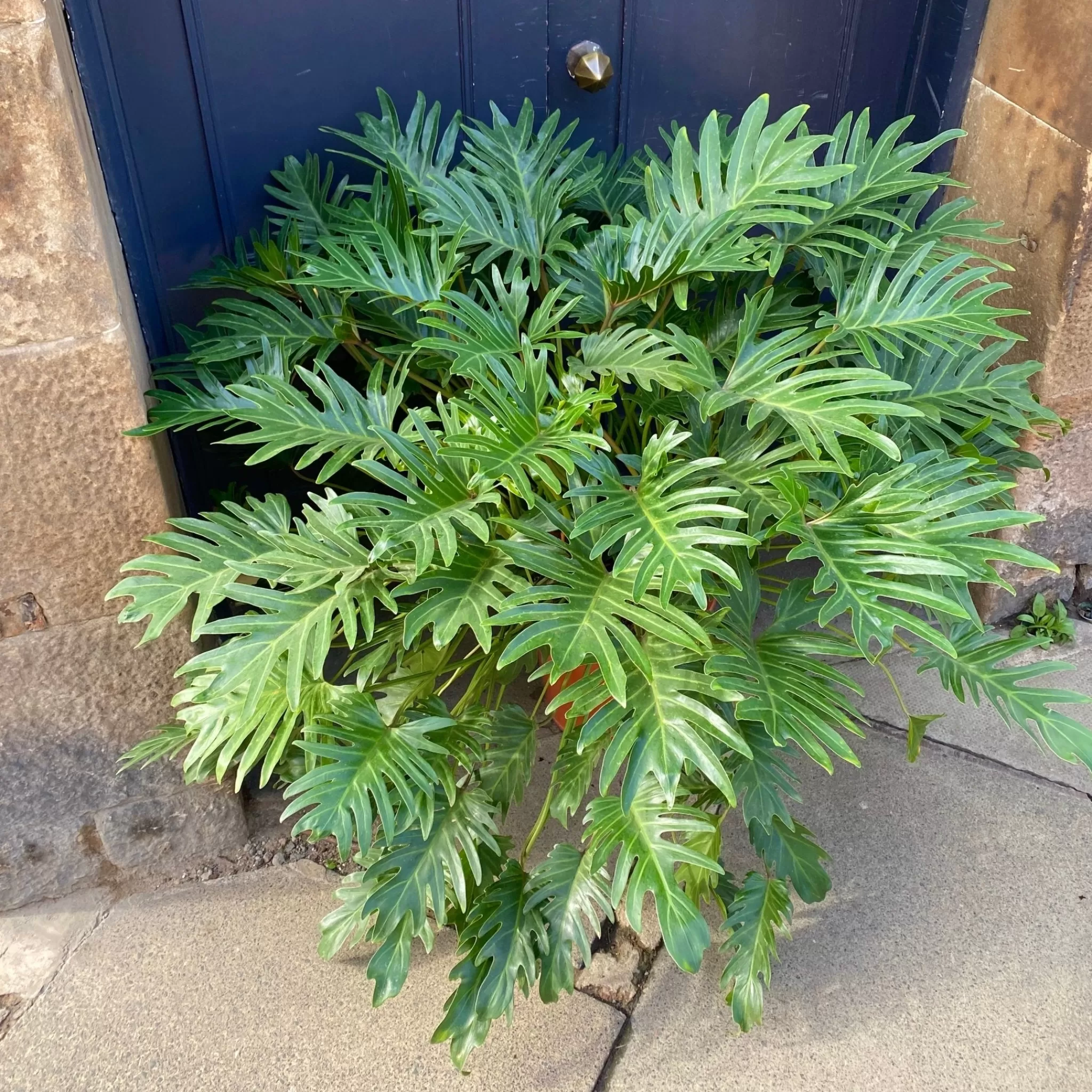 grow urban Philodendron Bipinnatifidum ‘Winterbourn’- Philodendron