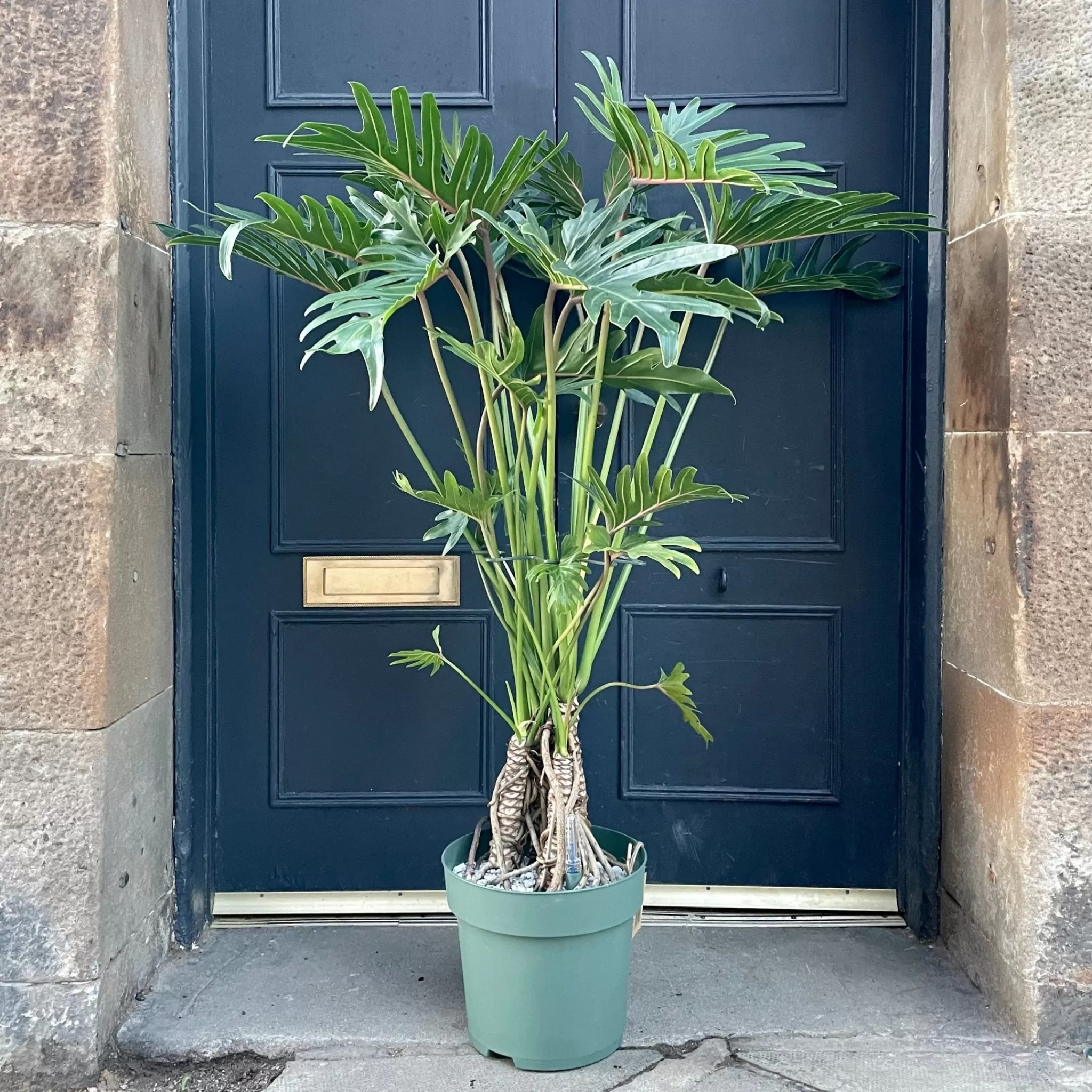 grow urban Philodendron Bipinnatifidum ‘Xantal’- Philodendron