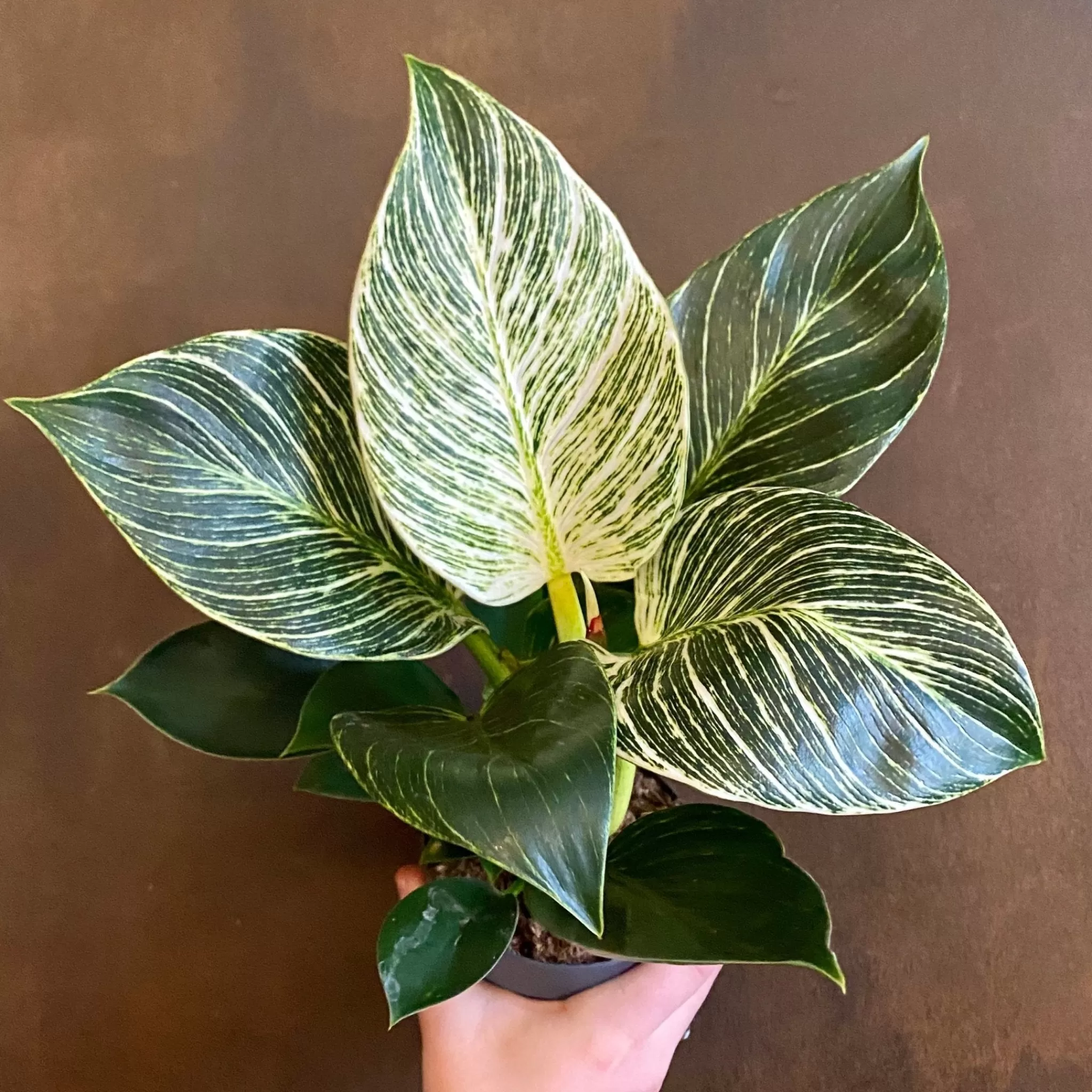 grow urban Philodendron ‘Birkin’- Philodendron