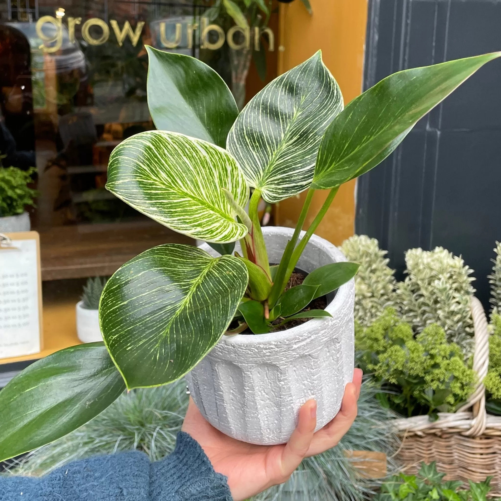grow urban Philodendron ‘Birkin’- Philodendron
