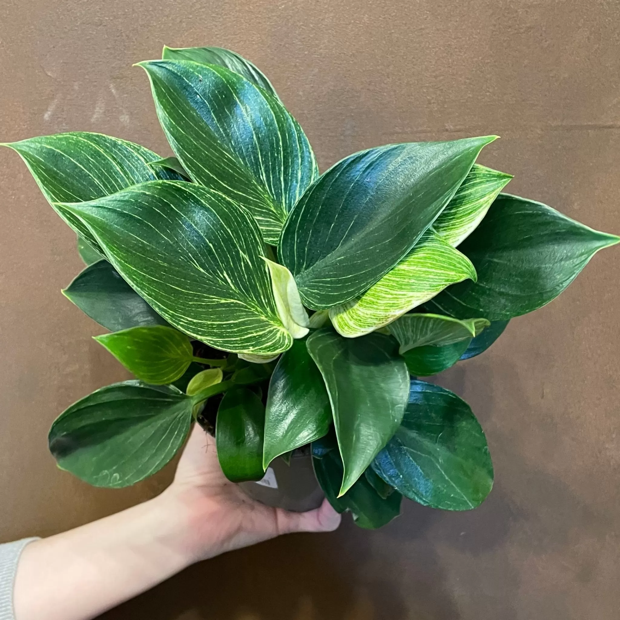 grow urban Philodendron ‘Birkin’ (13cm Pot)- Philodendron
