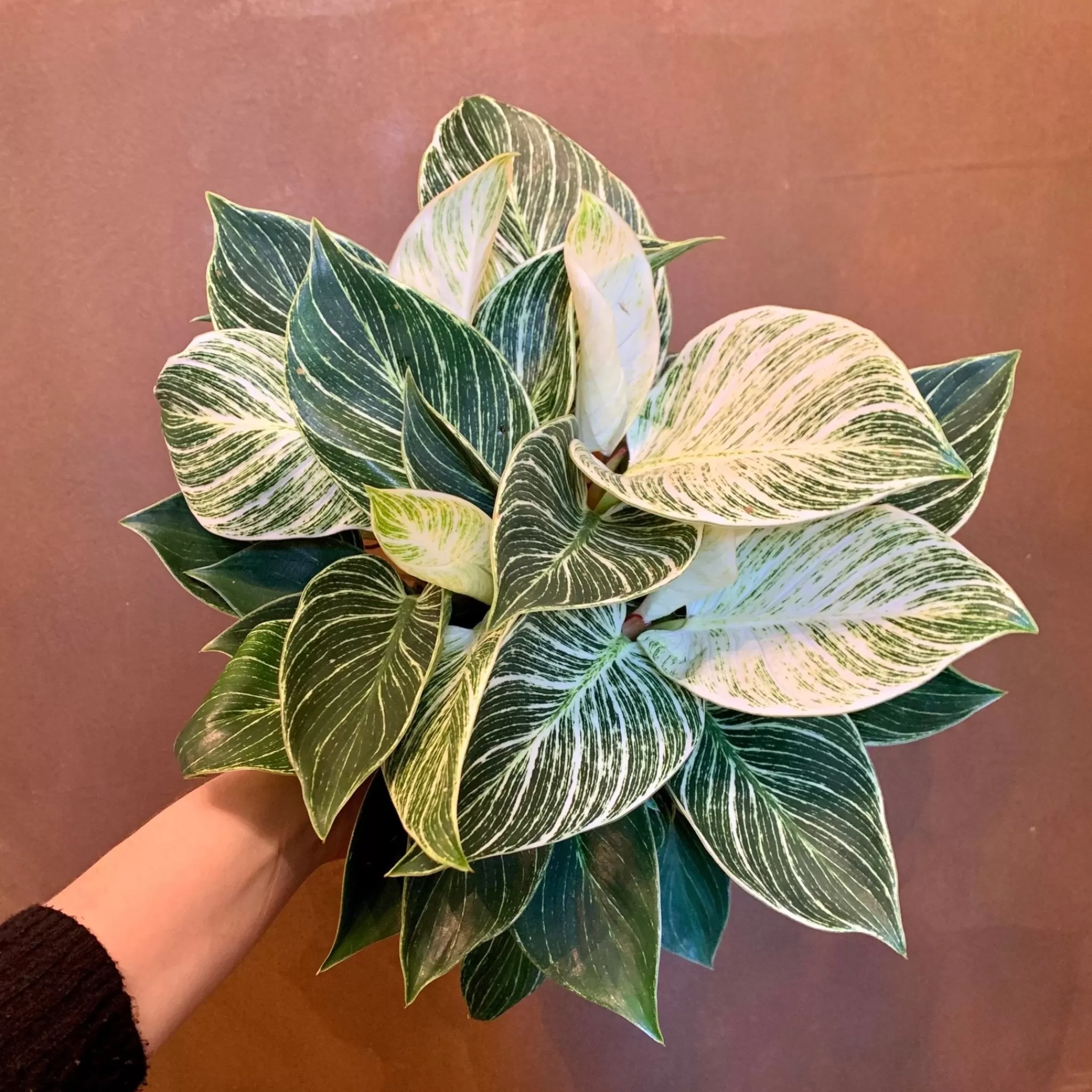 grow urban Philodendron ‘Birkin’ (15cm Pot)- Philodendron