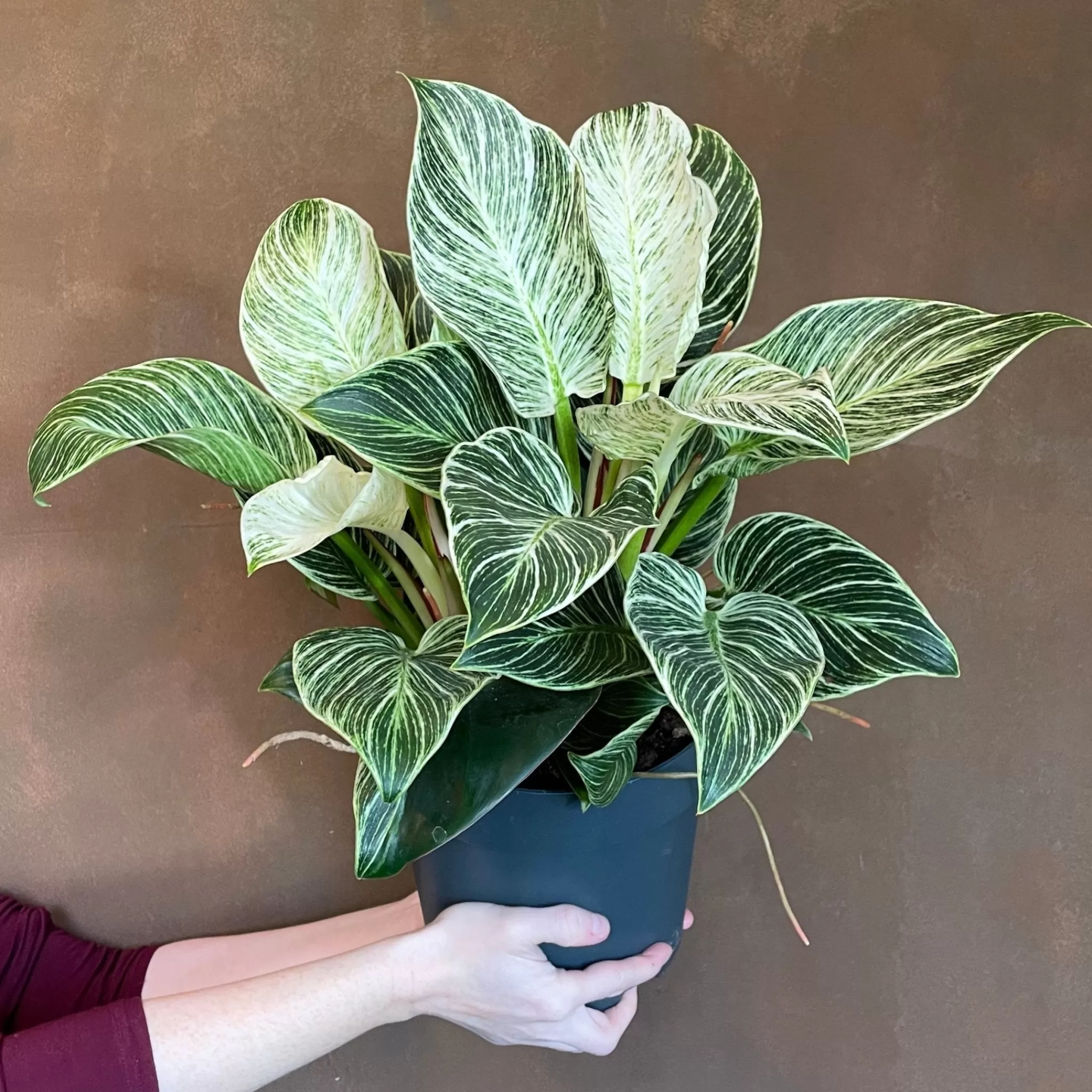 grow urban Philodendron ‘Birkin’ (21cm Pot)- Philodendron