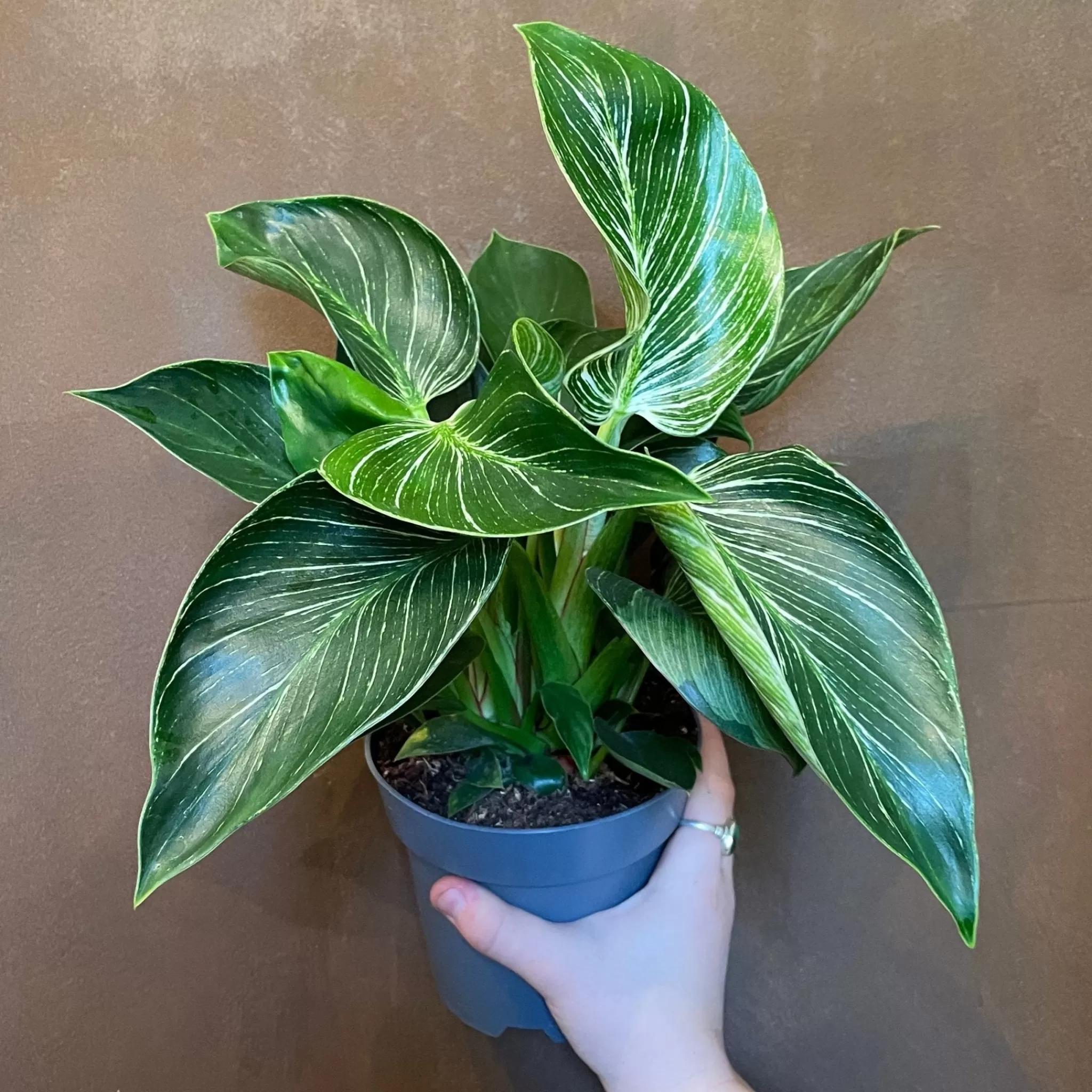grow urban Philodendron ‘Birkin’ (14cm Pot)- Philodendron