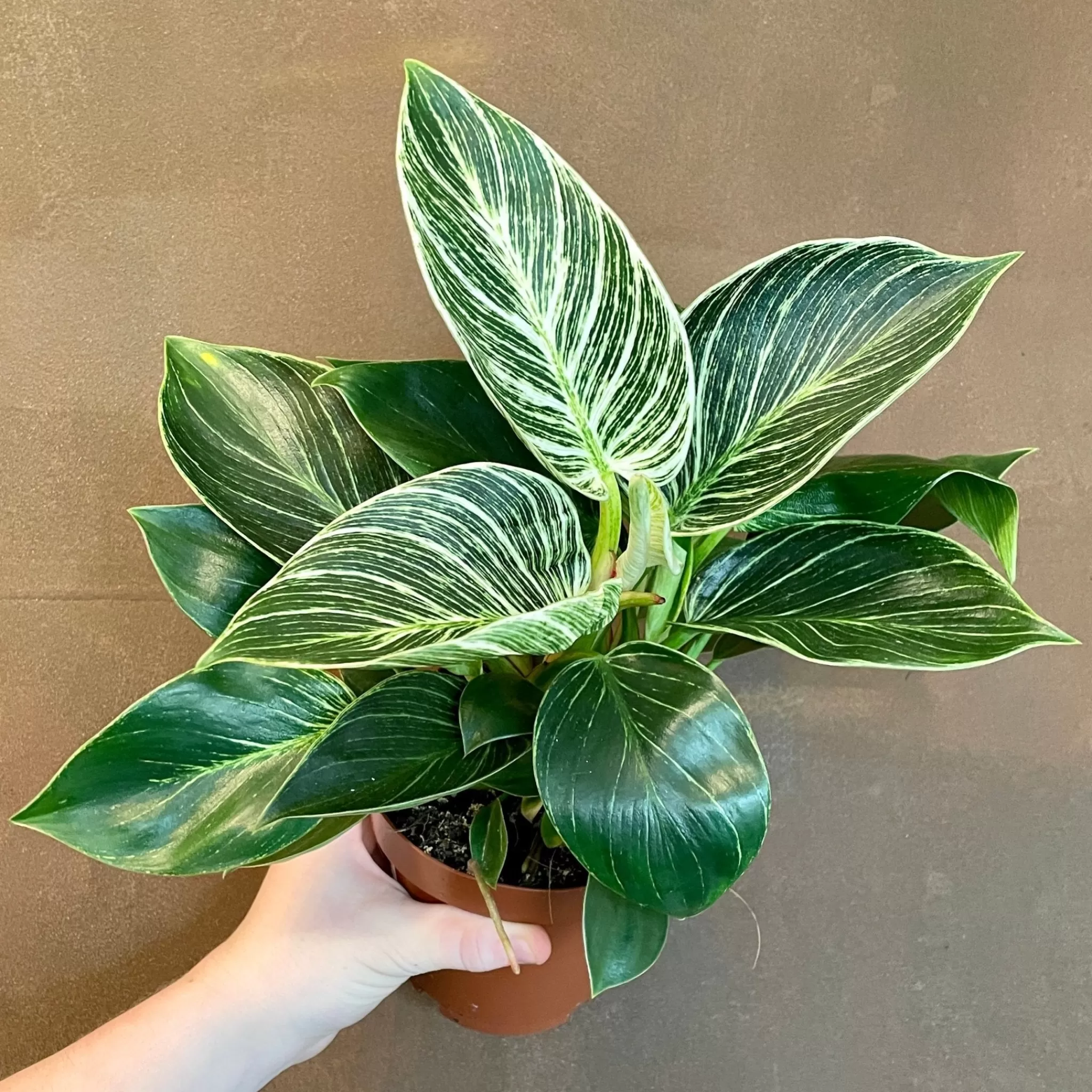 grow urban Philodendron ‘Birkin’ (12cm Pot)- Philodendron