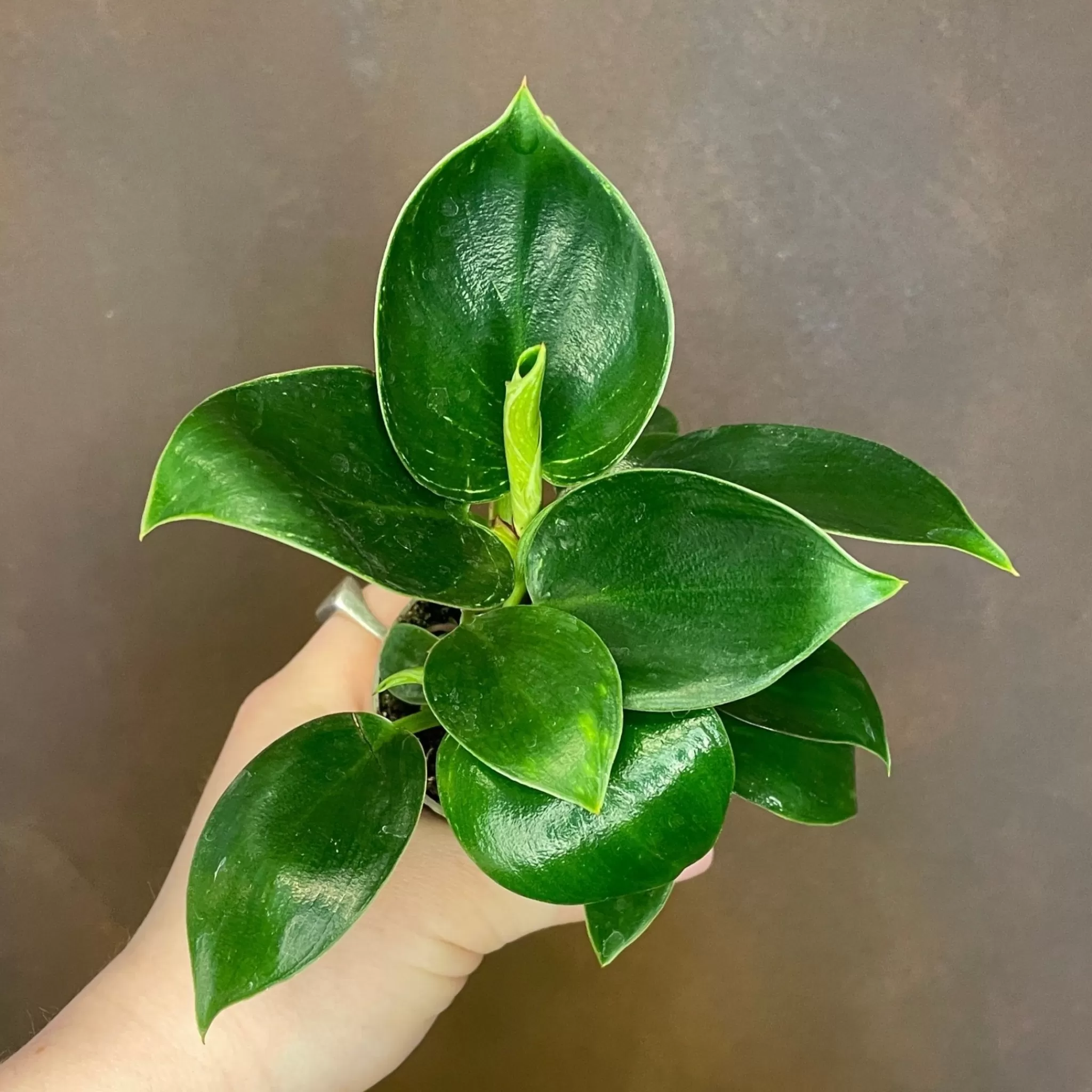 grow urban Philodendron ‘Birkin’ (mini)- Philodendron