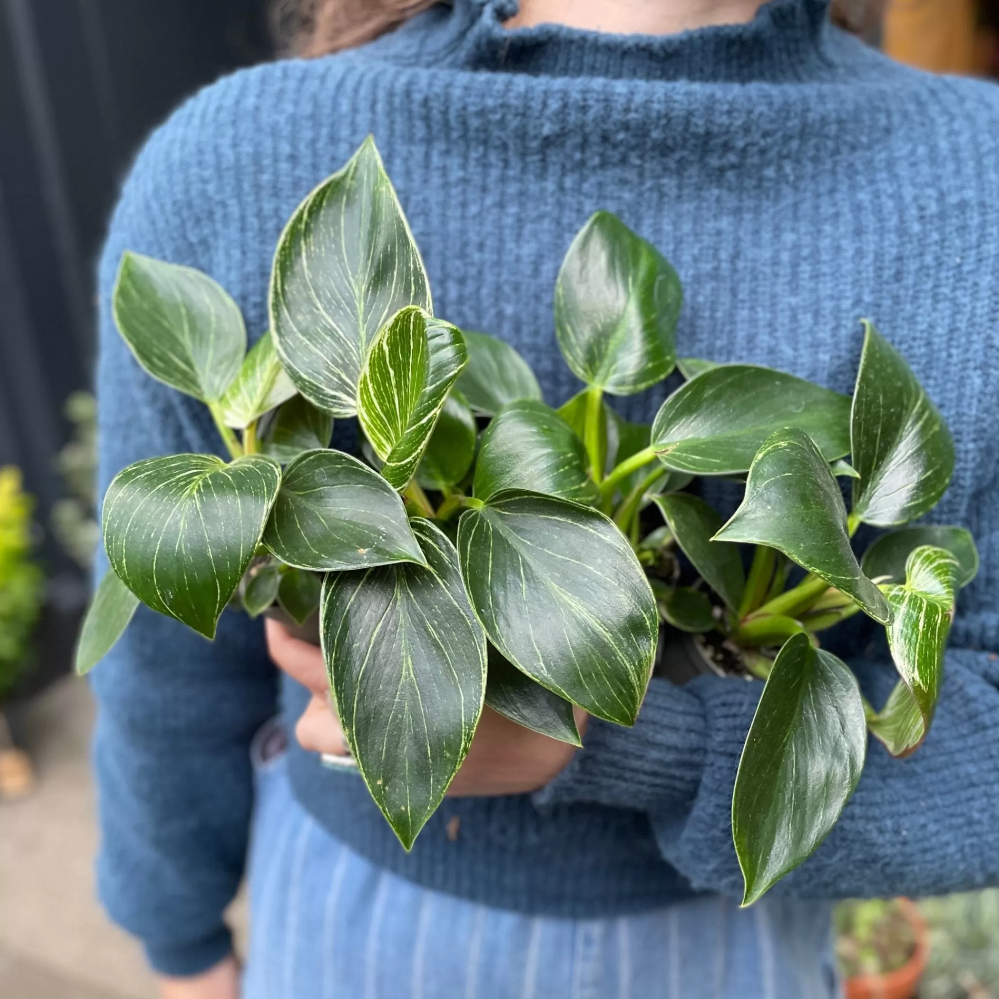grow urban Philodendron ‘Birkin’ (mini)- Philodendron