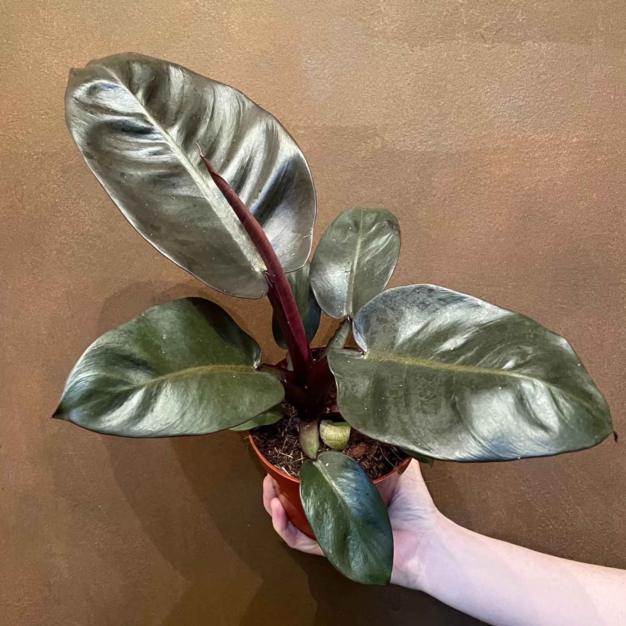 grow urban Philodendron ‘Black Cardinal’- Philodendron