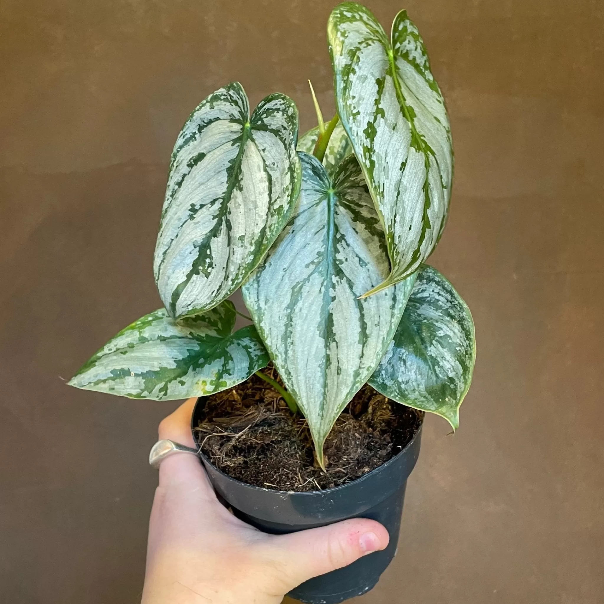 grow urban Philodendron Brandtianum- Philodendron