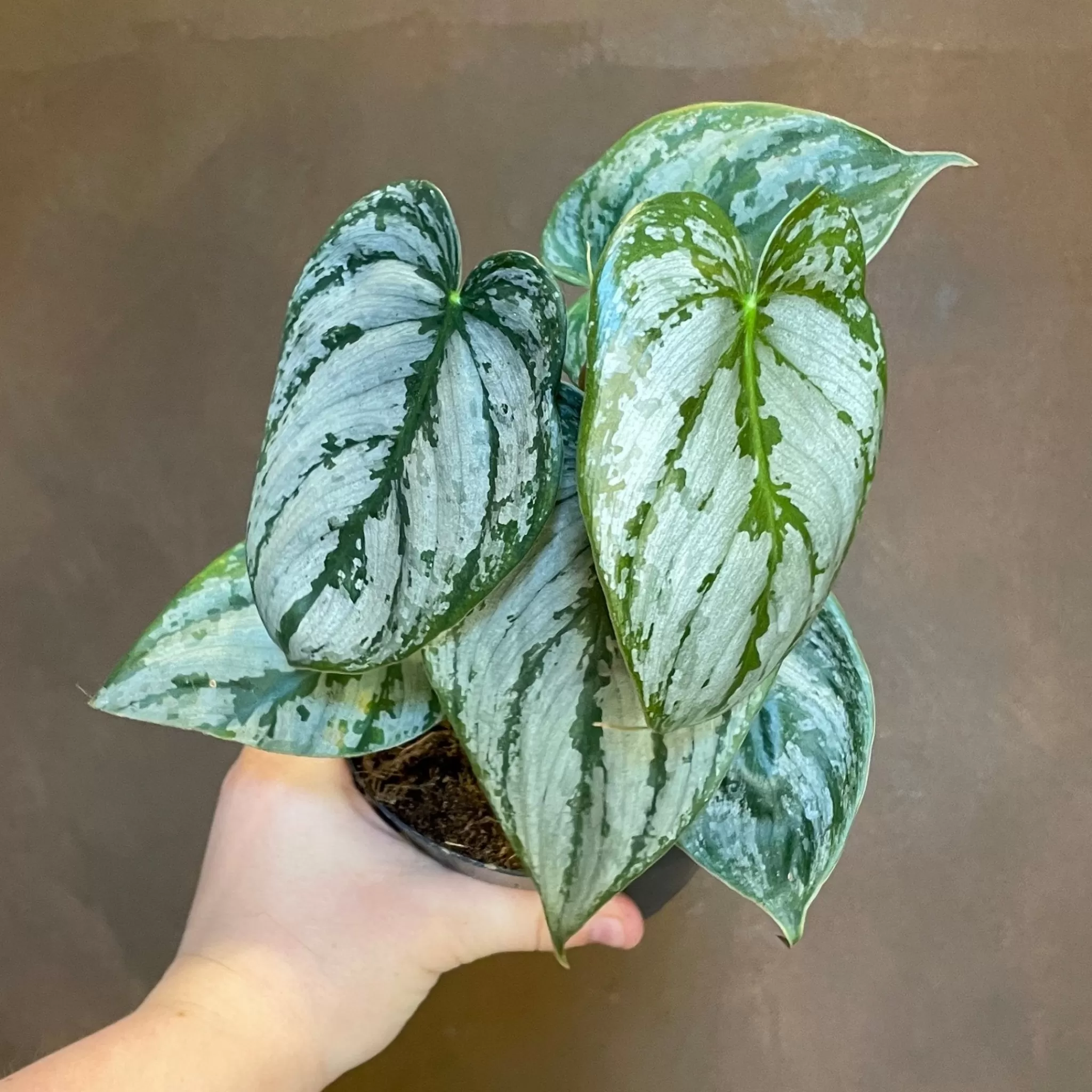 grow urban Philodendron Brandtianum- Philodendron