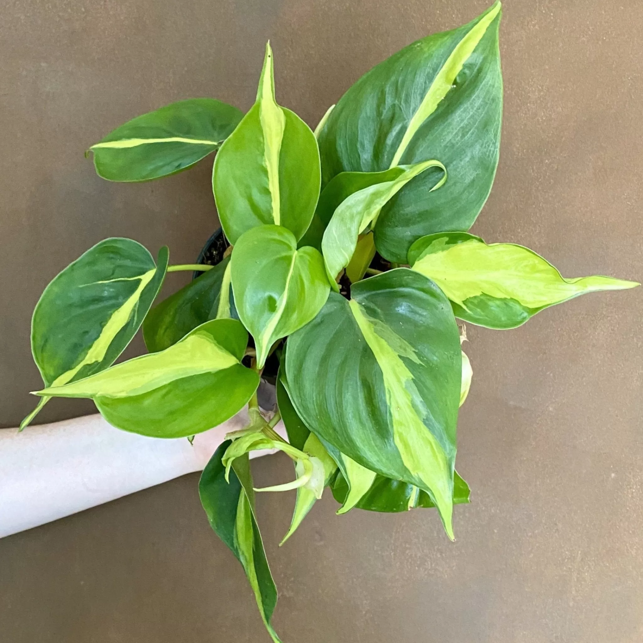 grow urban Philodendron ‘Brasil’- Philodendron