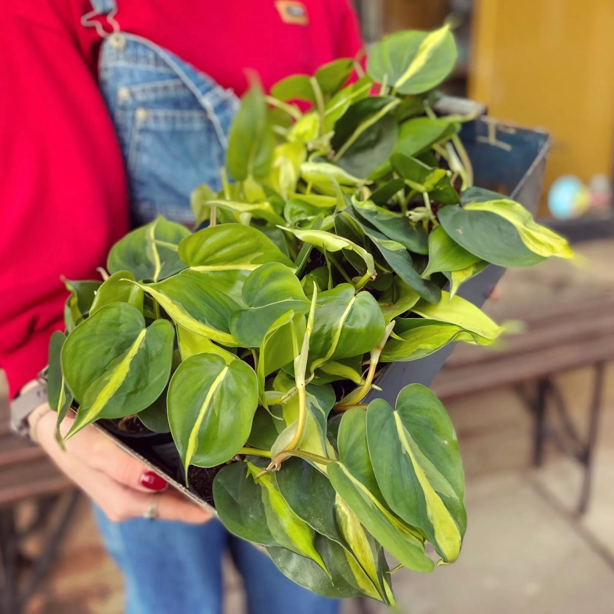grow urban Philodendron ‘Brasil’- Philodendron