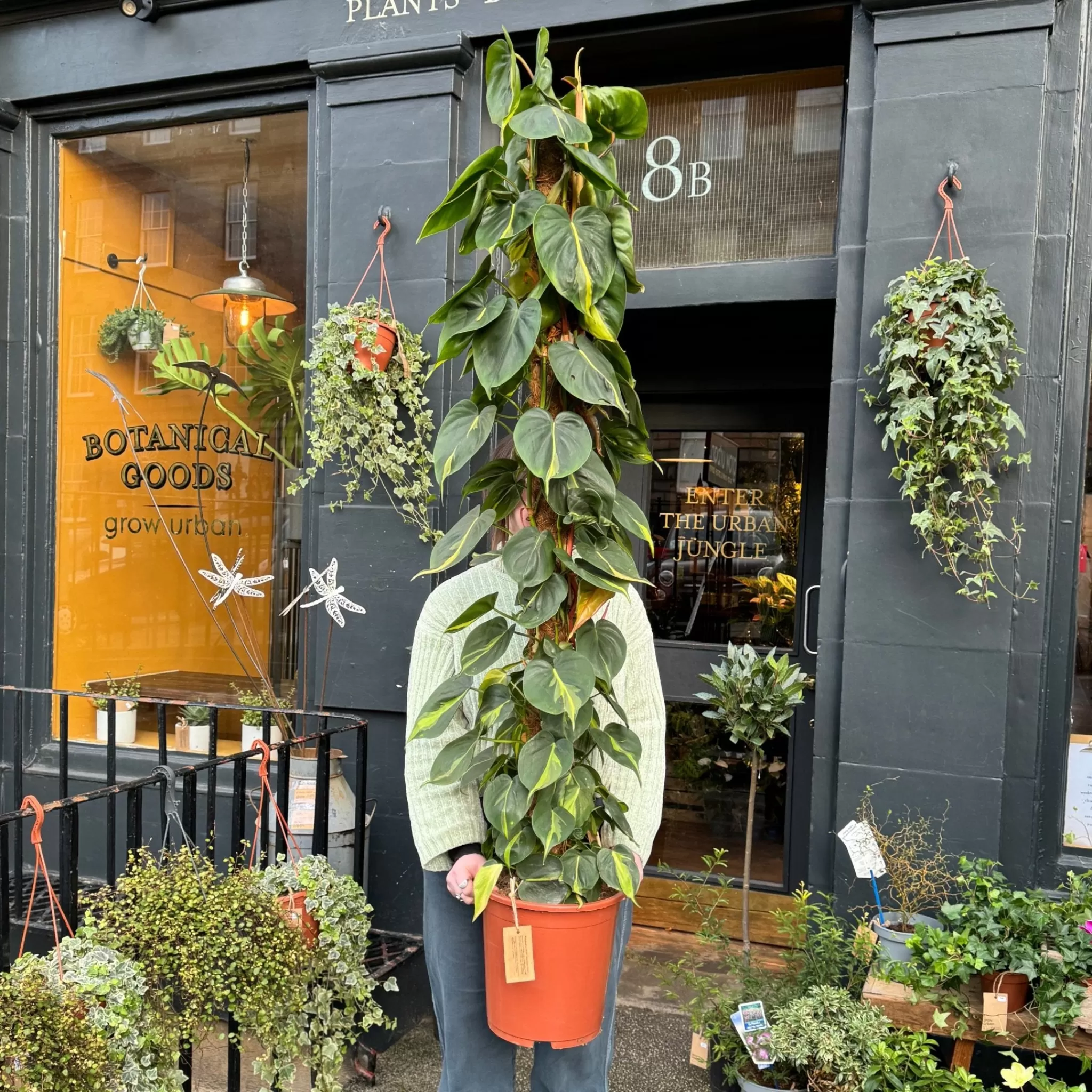 grow urban Philodendron ‘Brasil’ (170cm)- Philodendron