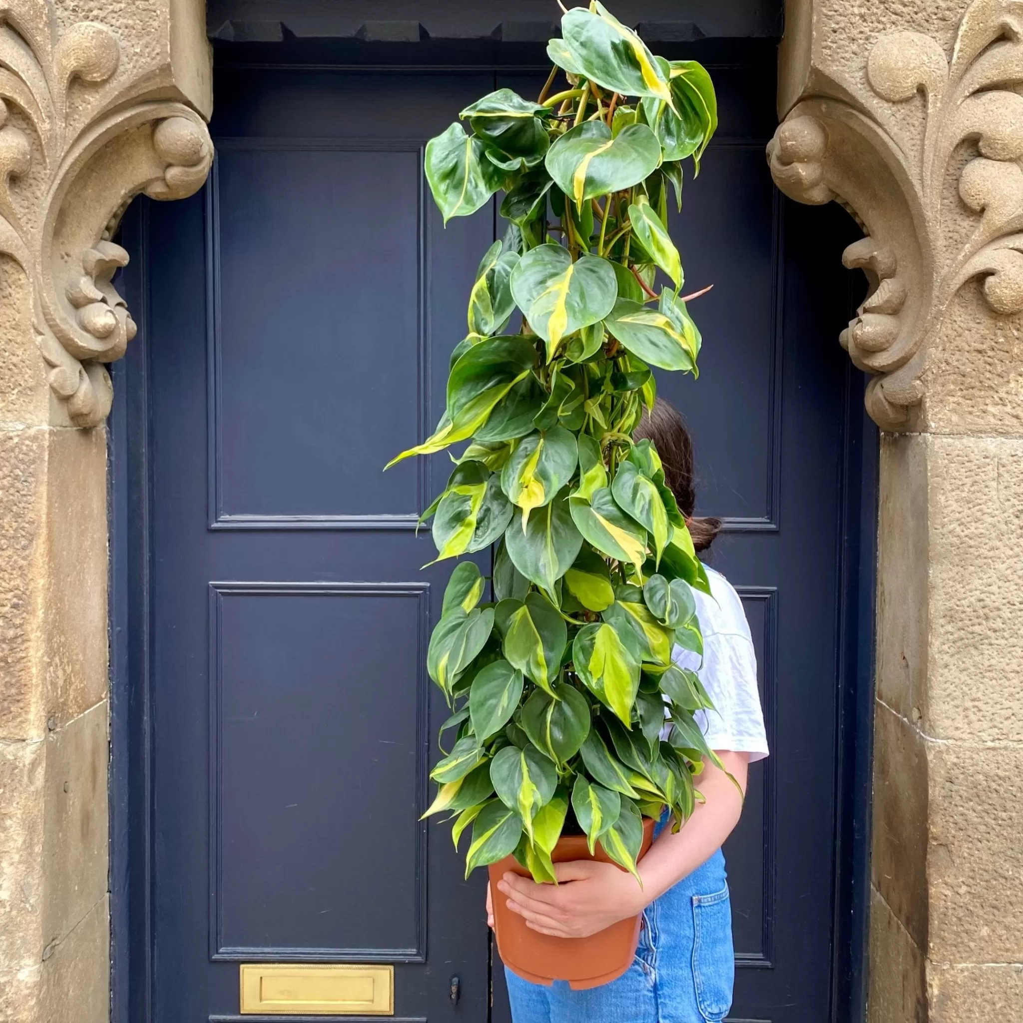 grow urban Philodendron ‘Brasil’ (120cm)- Large & Tall Plants | Philodendron