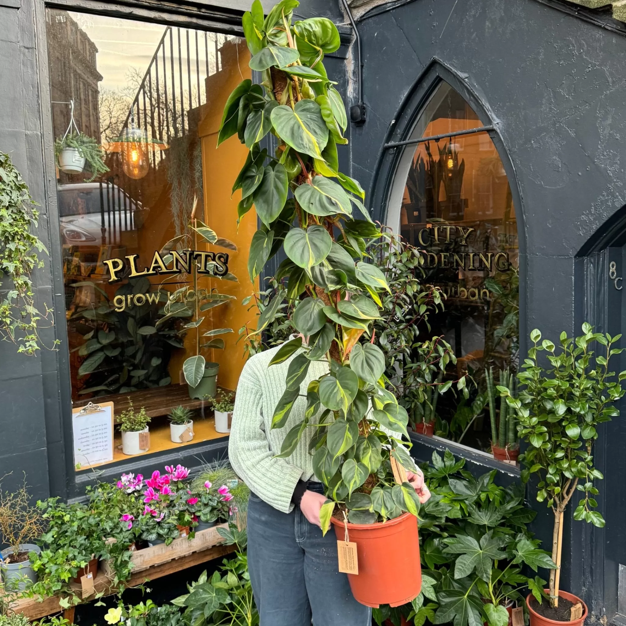 grow urban Philodendron ‘Brasil’ (170cm)- Philodendron