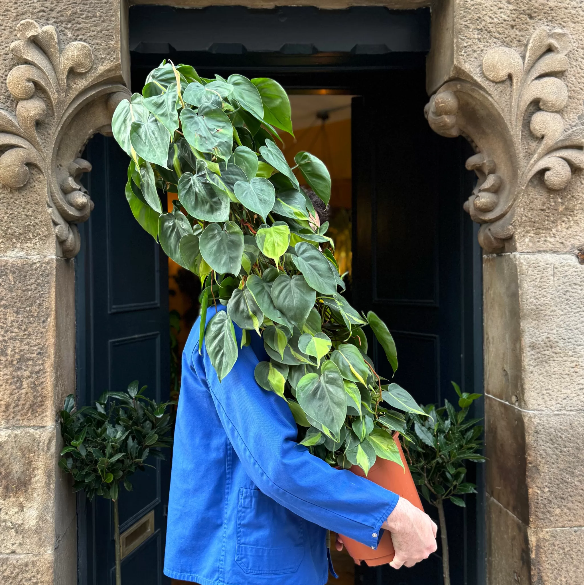 grow urban Philodendron ‘Brasil’ (120cm)- Large & Tall Plants | Philodendron