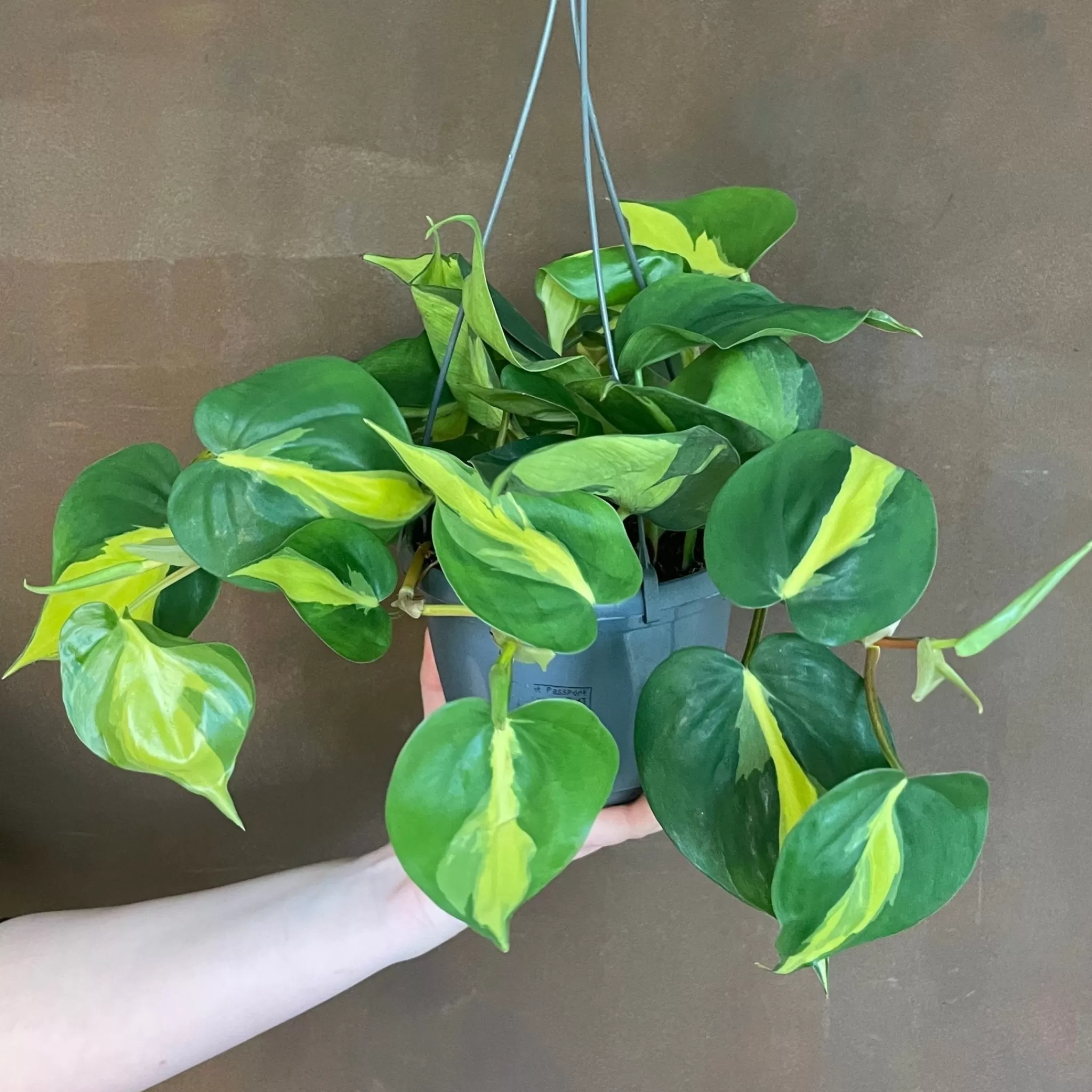 grow urban Philodendron ‘Brasil’ (15cm Hangpot)- Philodendron