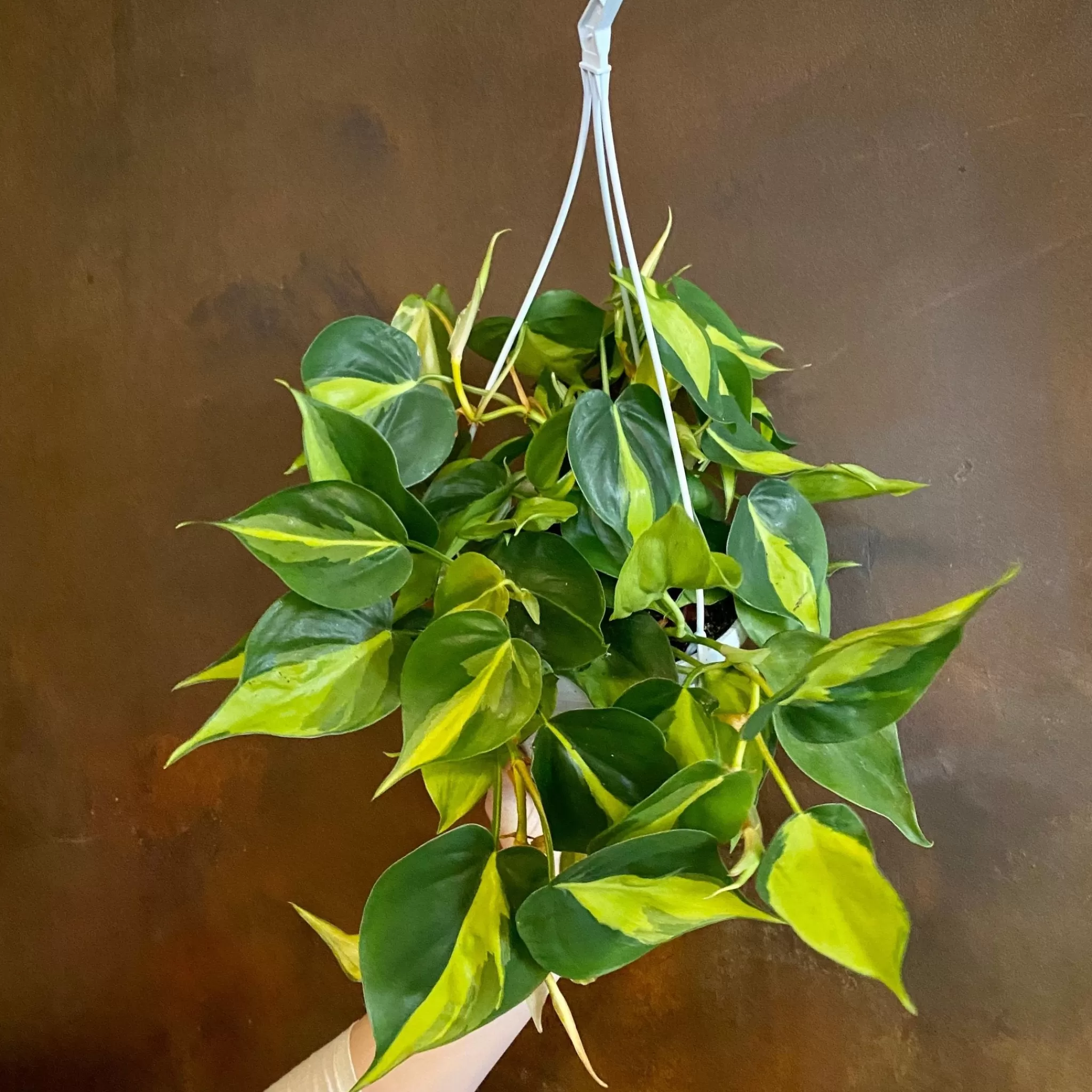 grow urban Philodendron ‘Brasil’ (17cm Hangpot)- Philodendron