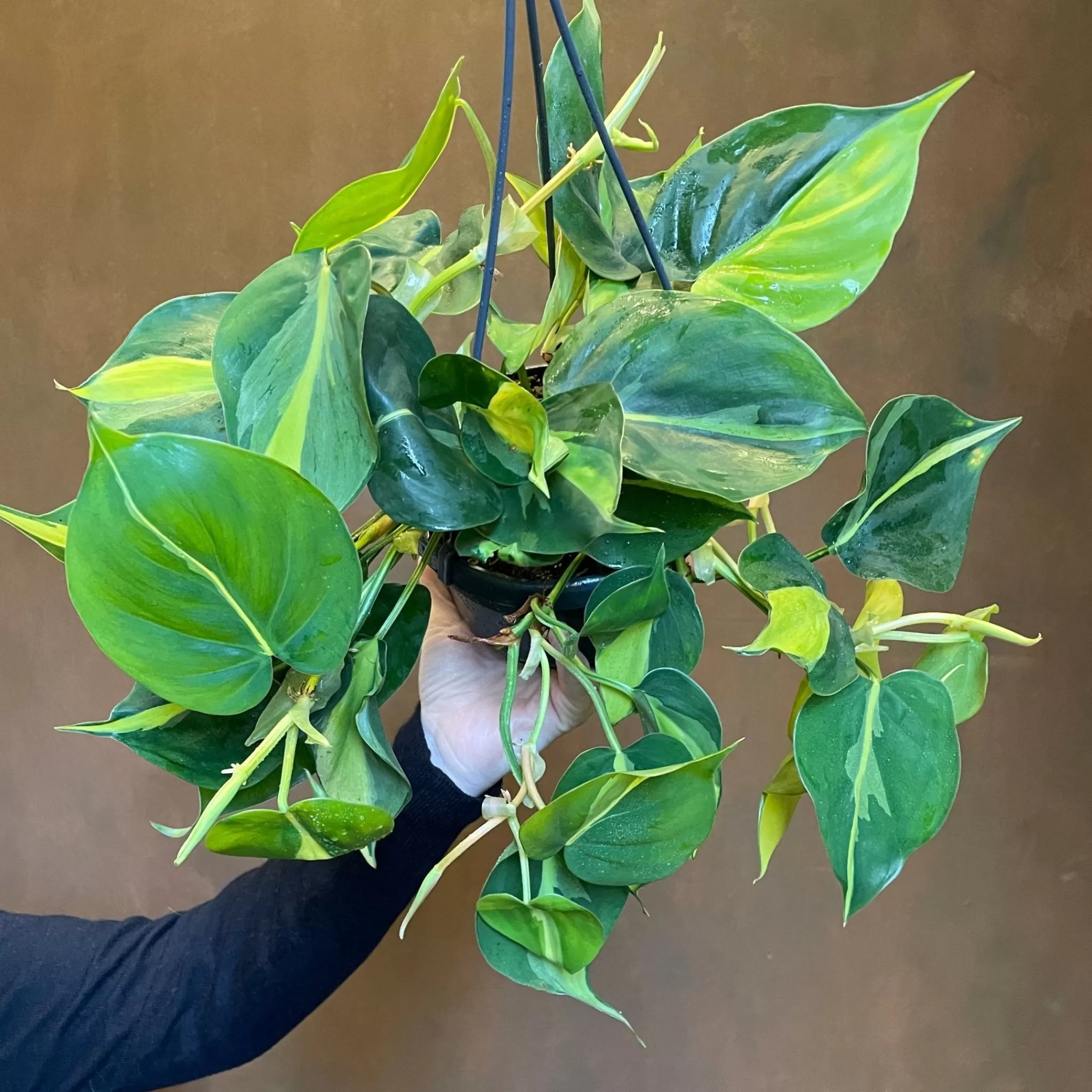 grow urban Philodendron ‘Brasil’ (14cm Hangpot)- Philodendron