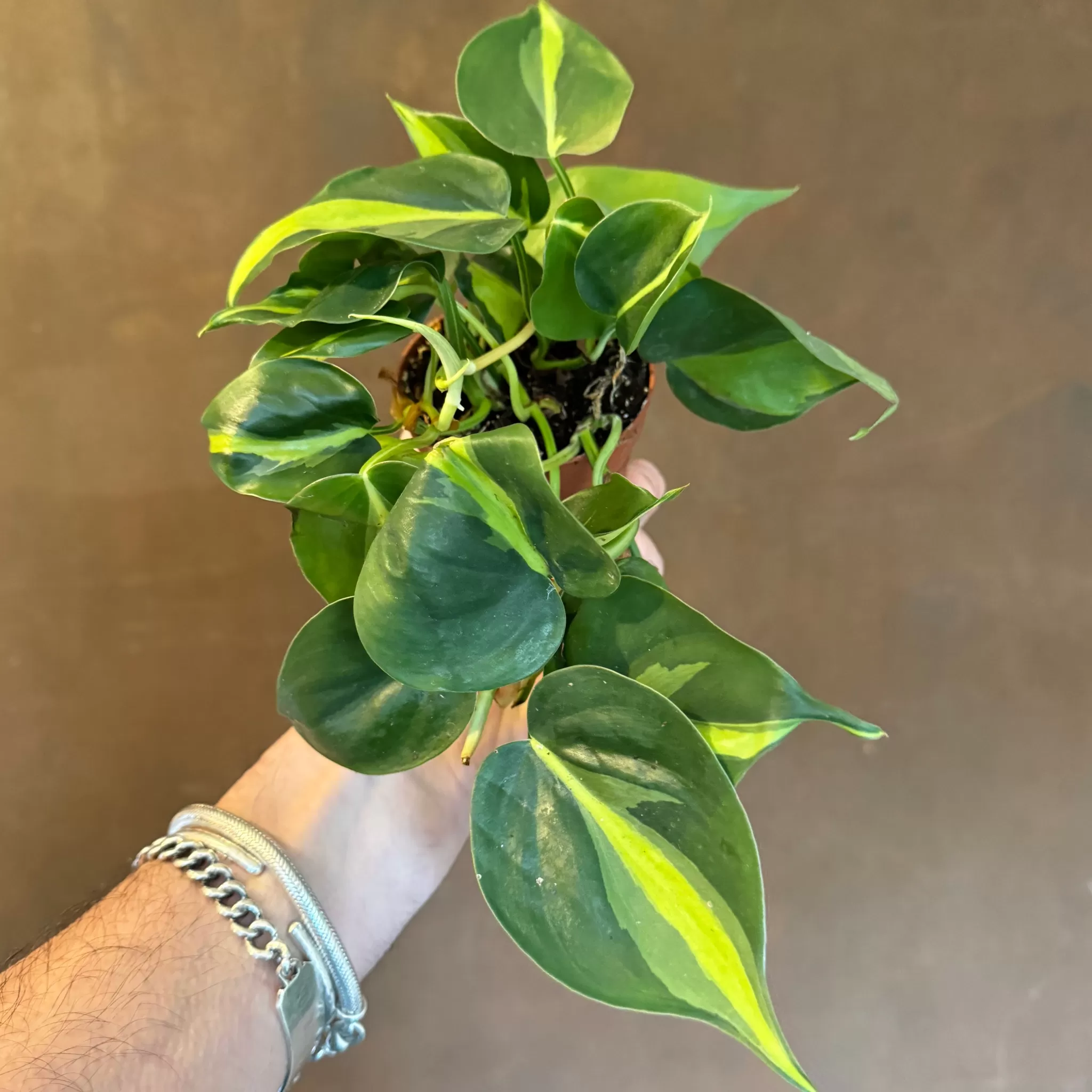 grow urban Philodendron ‘Brasil’ (8.5cm Pot)- Philodendron | Trailing & Hanging Plants