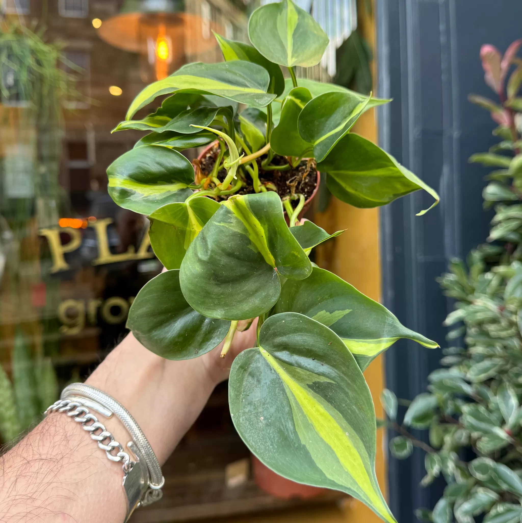 grow urban Philodendron ‘Brasil’ (8.5cm Pot)- Philodendron | Trailing & Hanging Plants