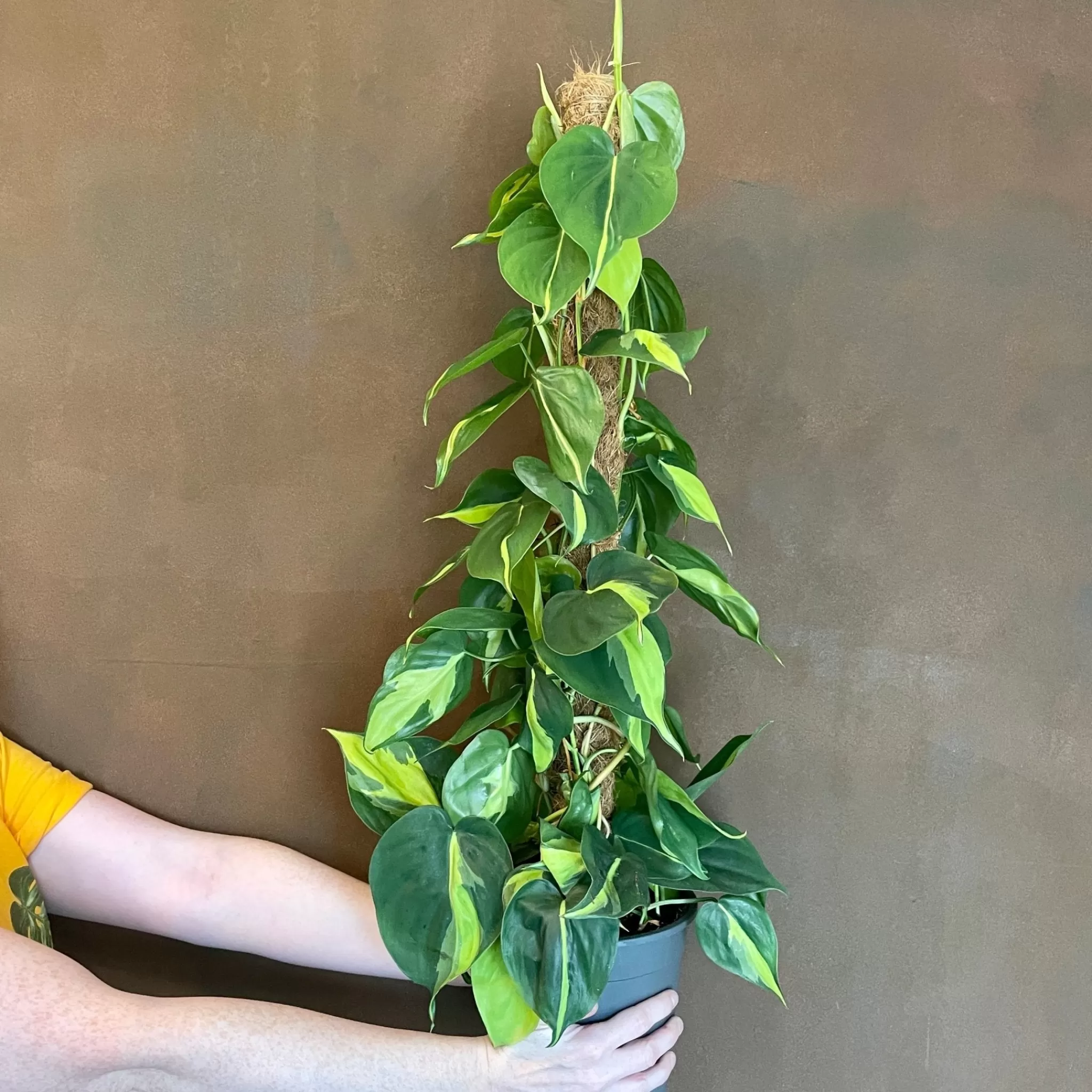 grow urban Philodendron ‘Brasil’ On Moss Pole (17cm Pot)- Philodendron