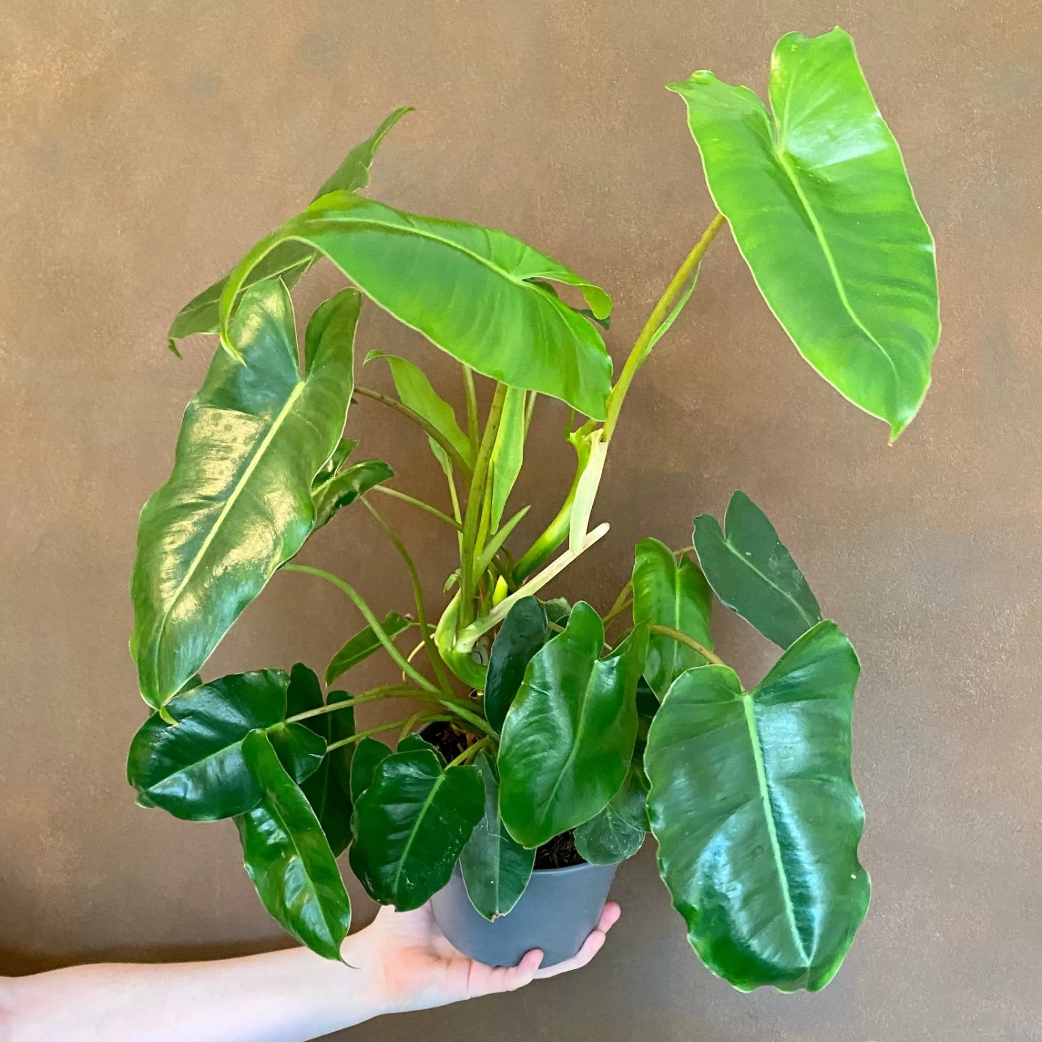 grow urban Philodendron 'Burle Marx'- Philodendron