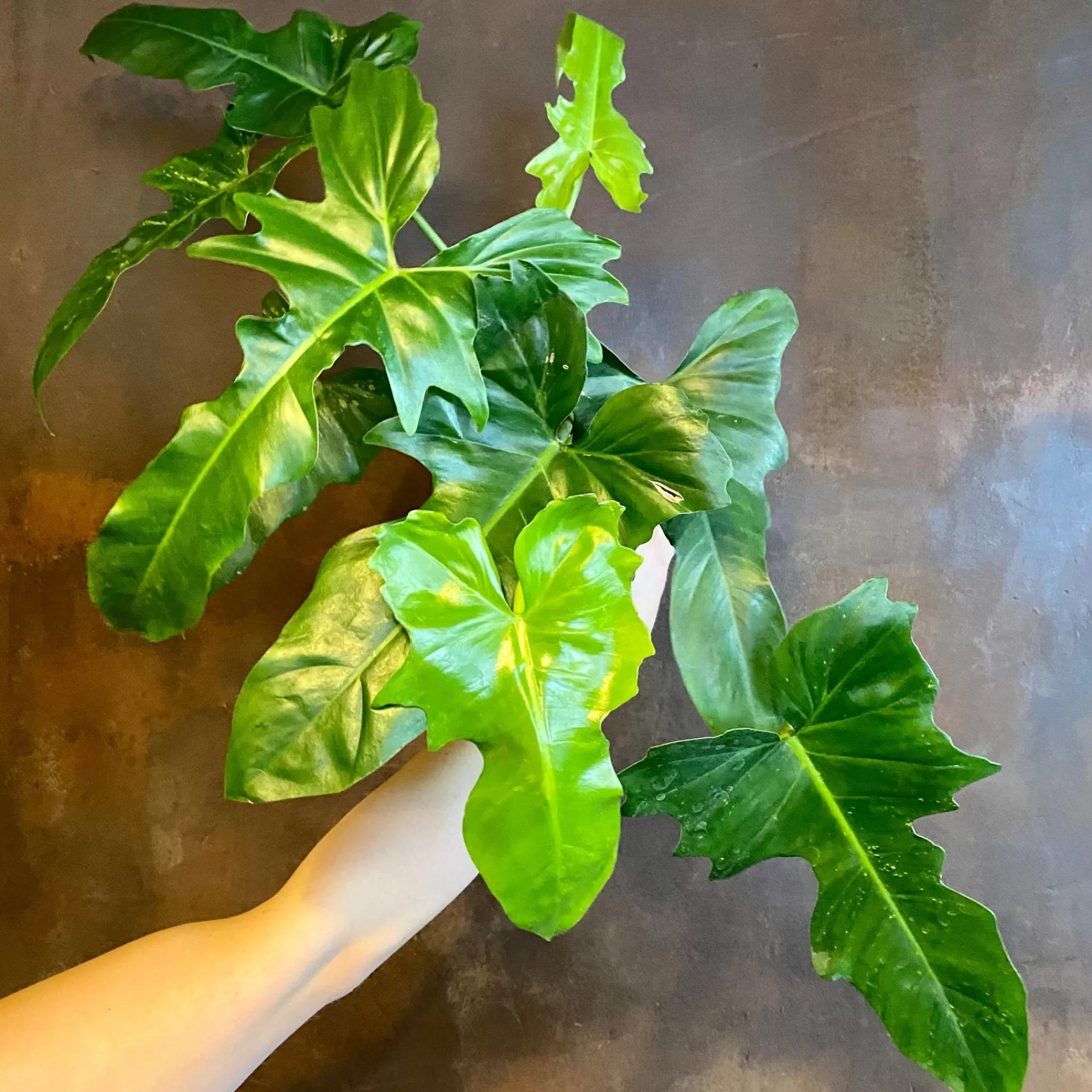 grow urban Philodendron ‘Camouflage’- Philodendron
