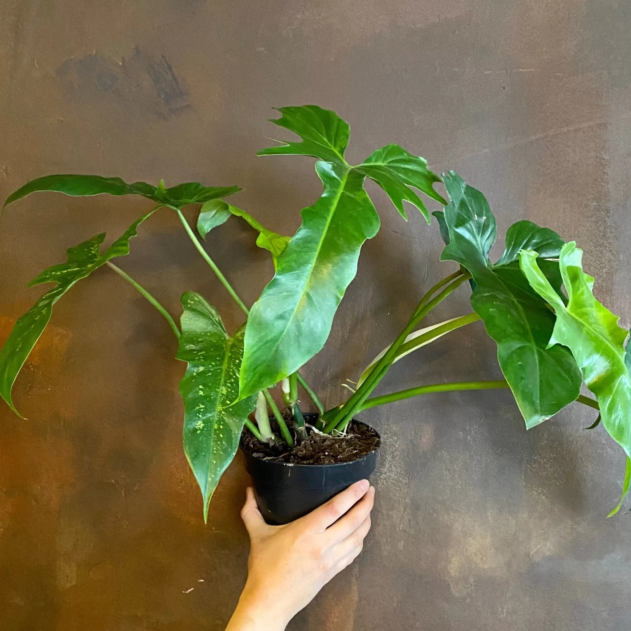 grow urban Philodendron ‘Camouflage’- Philodendron