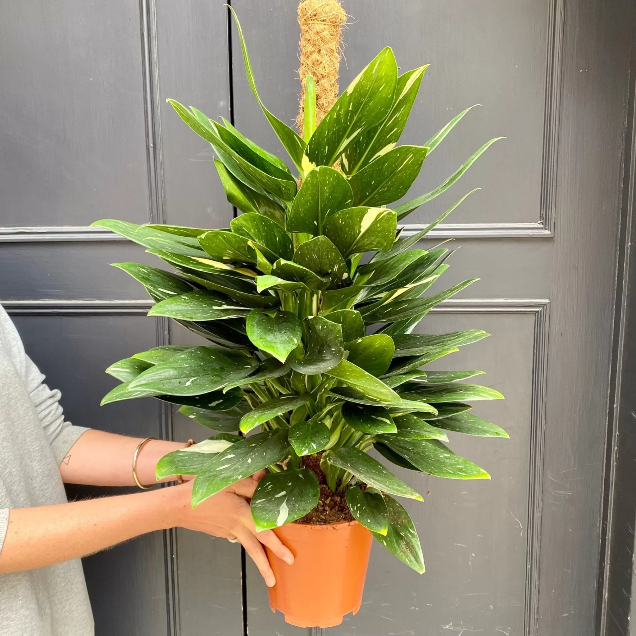 grow urban Philodendron ‘Cobra’- Philodendron