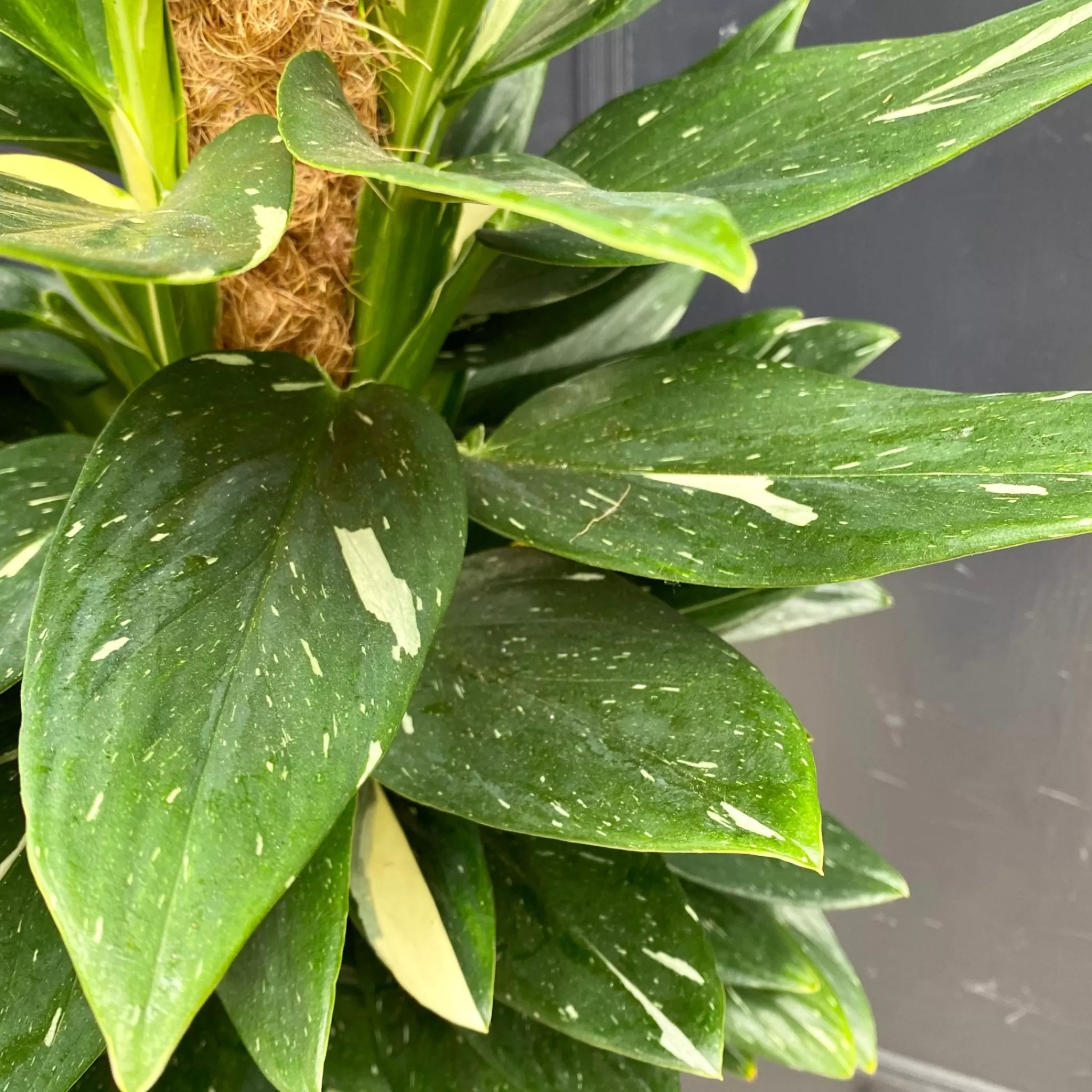 grow urban Philodendron ‘Cobra’- Philodendron