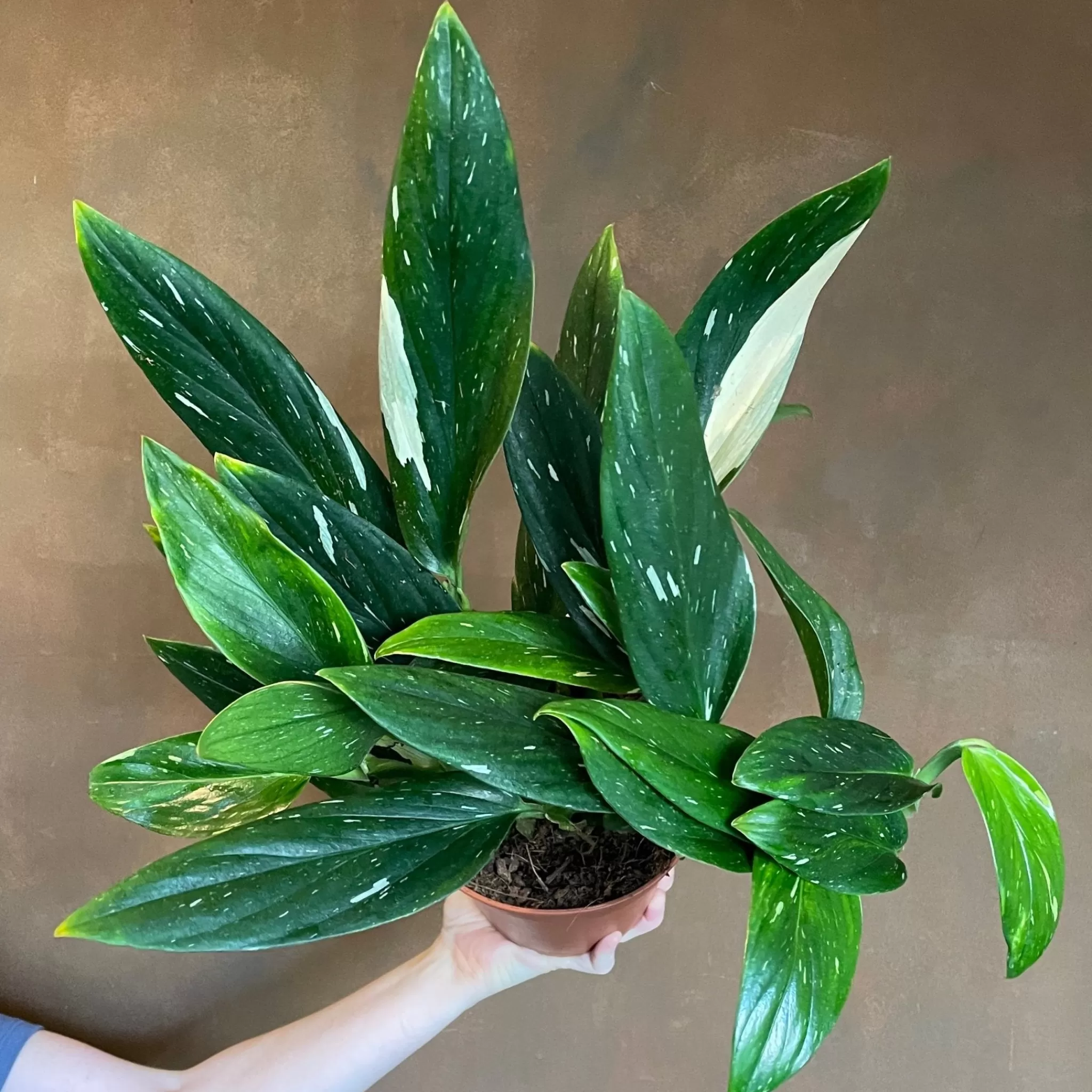 grow urban Philodendron ‘Cobra’ (17cm Pot)- Philodendron