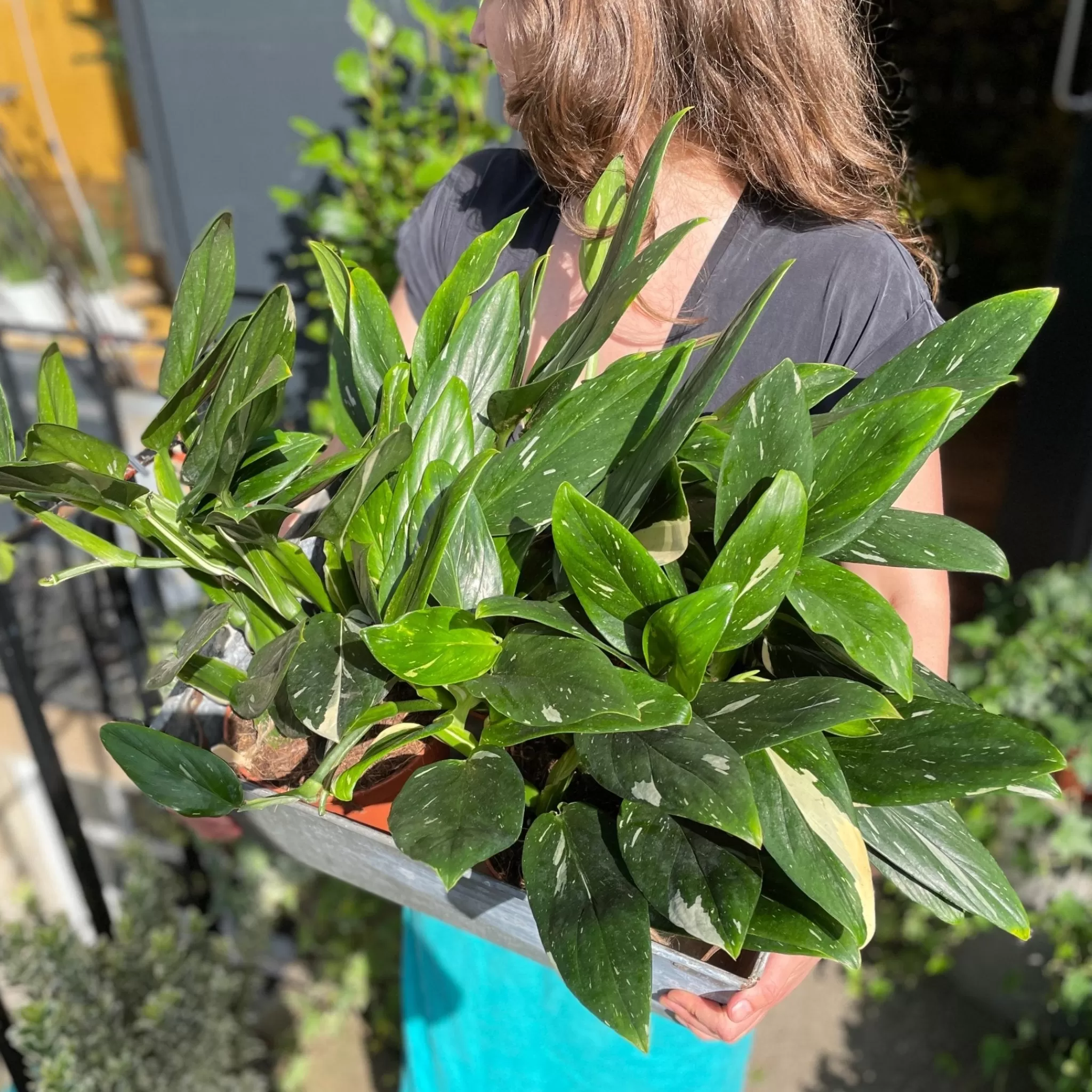 grow urban Philodendron ‘Cobra’ (17cm Pot)- Philodendron