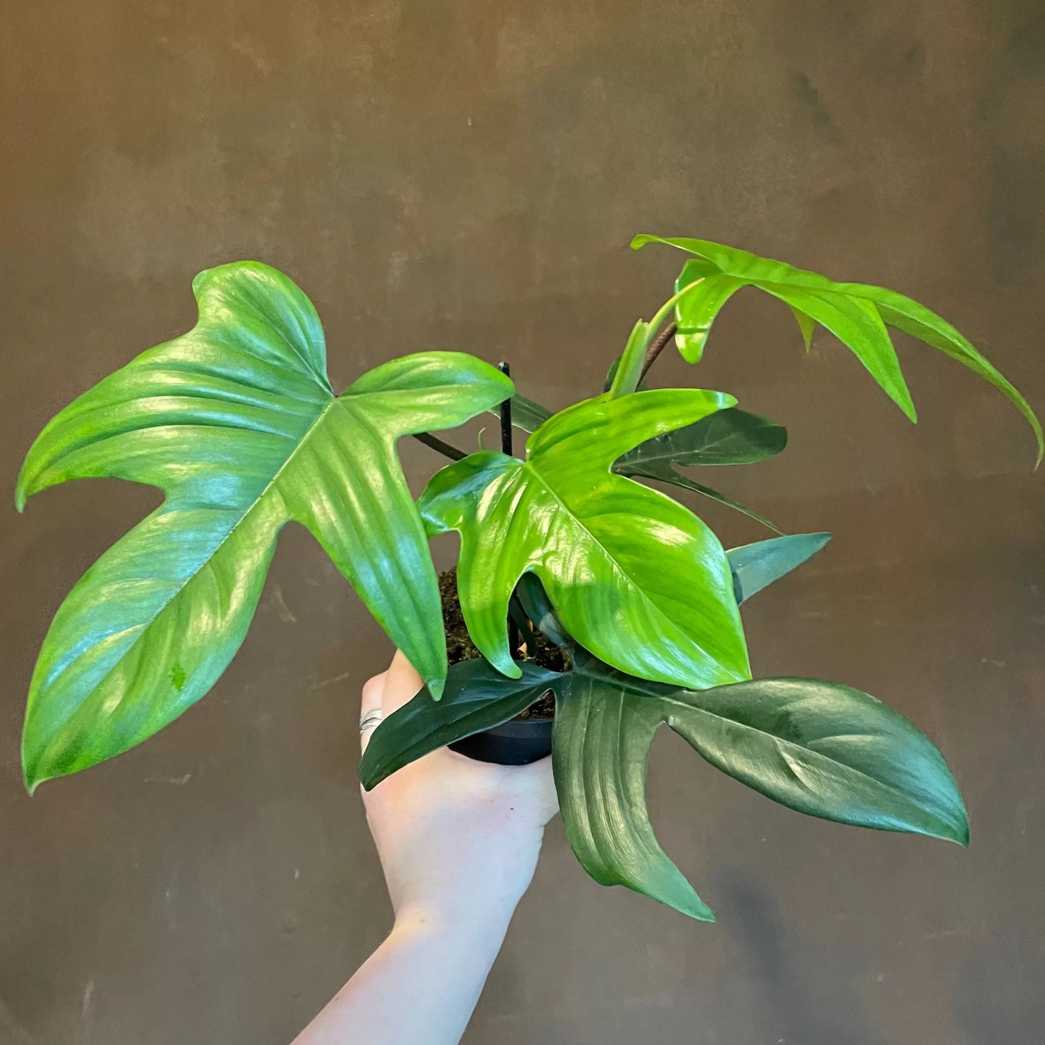 grow urban Philodendron 'Florida Green'- Philodendron