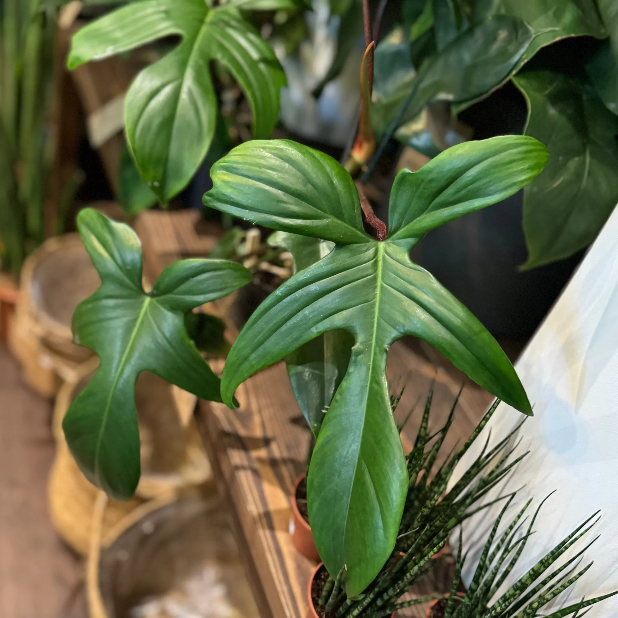 grow urban Philodendron 'Florida Green'- Philodendron