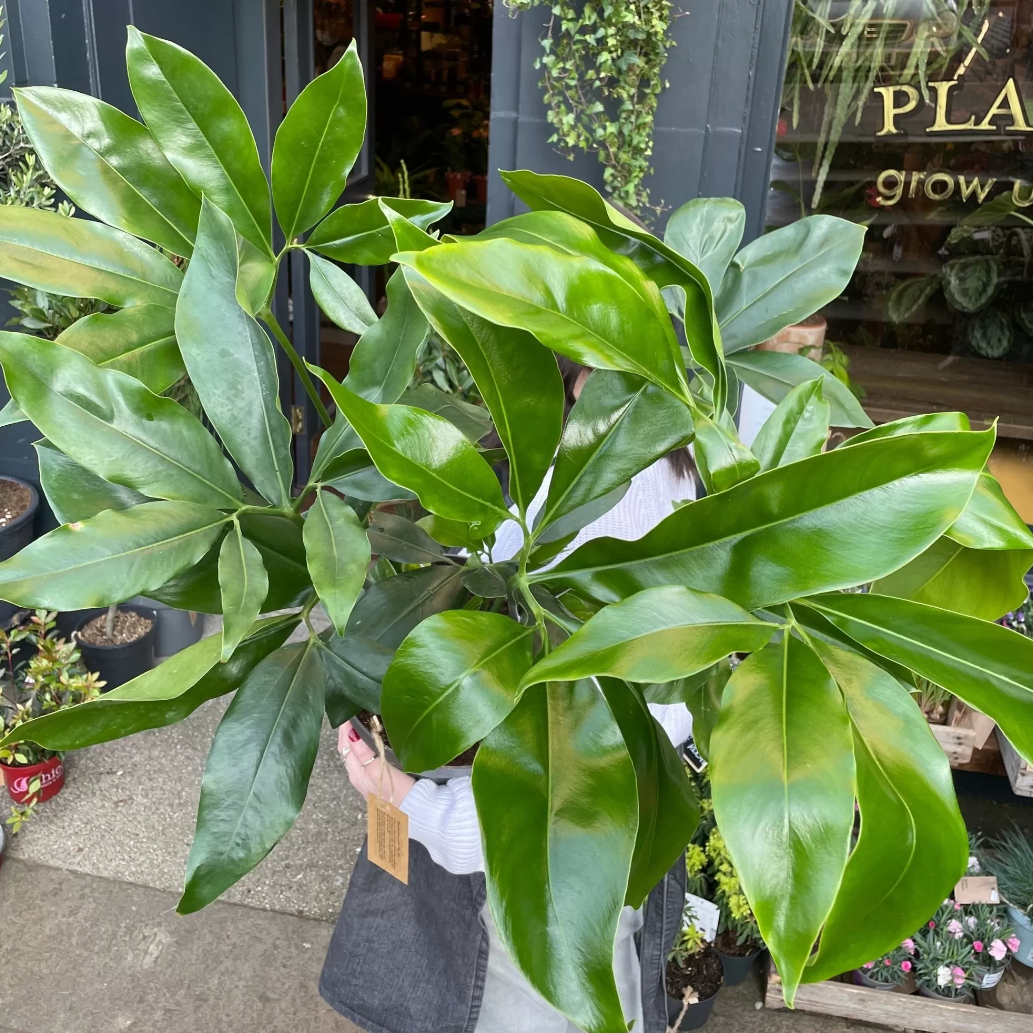 grow urban Philodendron ‘Fun Bun’ (24cm Pot)- Philodendron