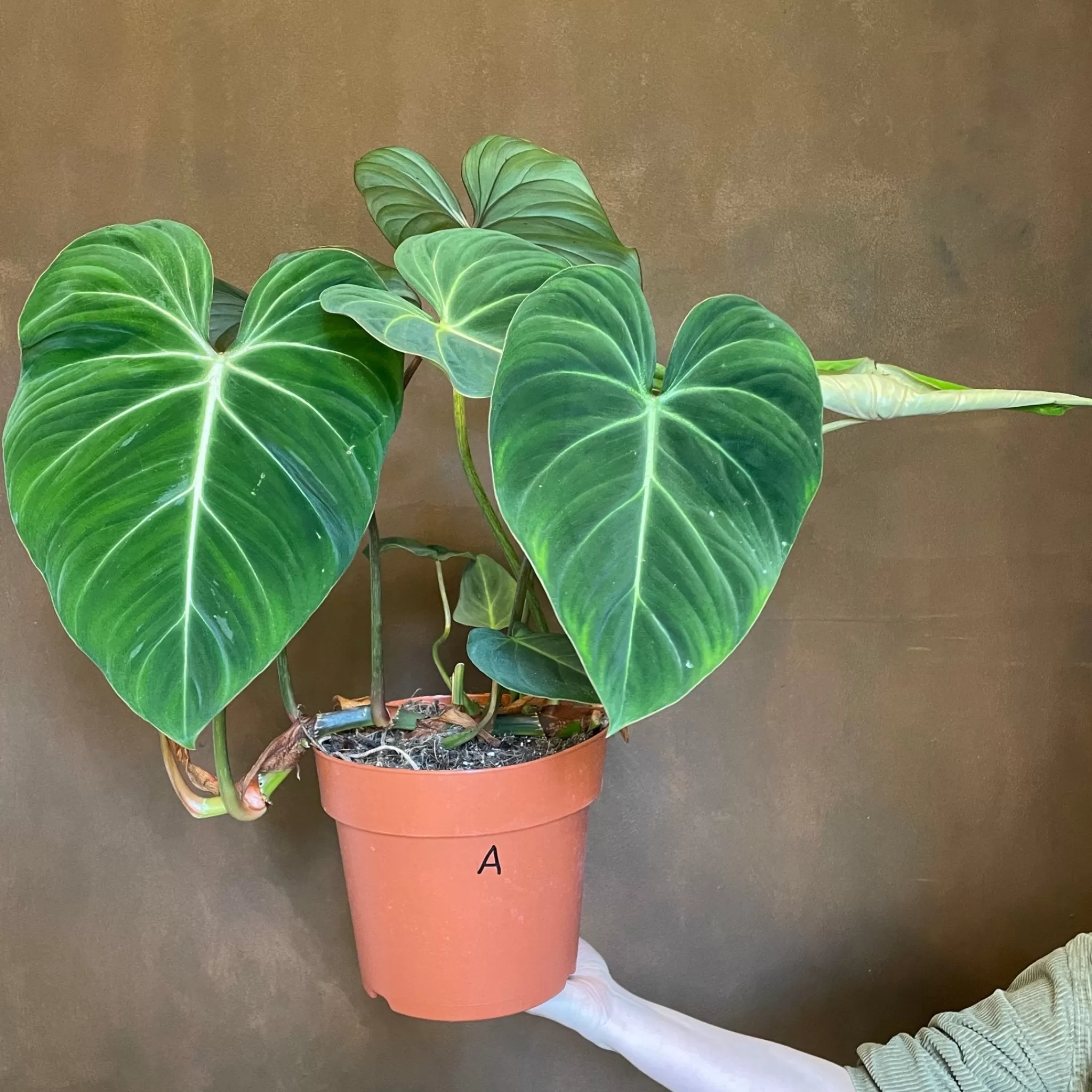 grow urban Philodendron Gloriosum- Philodendron