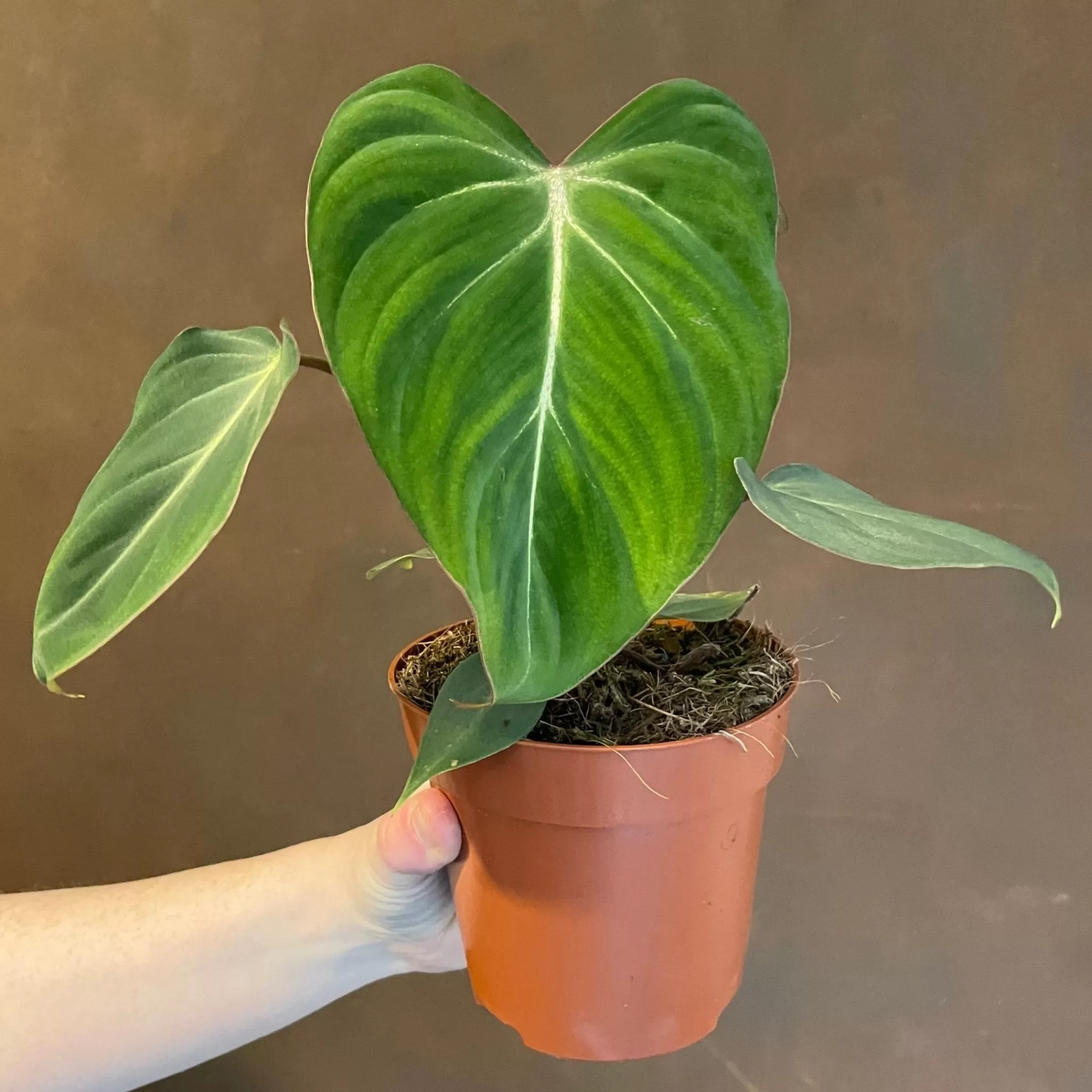 grow urban Philodendron Gloriosum- Philodendron