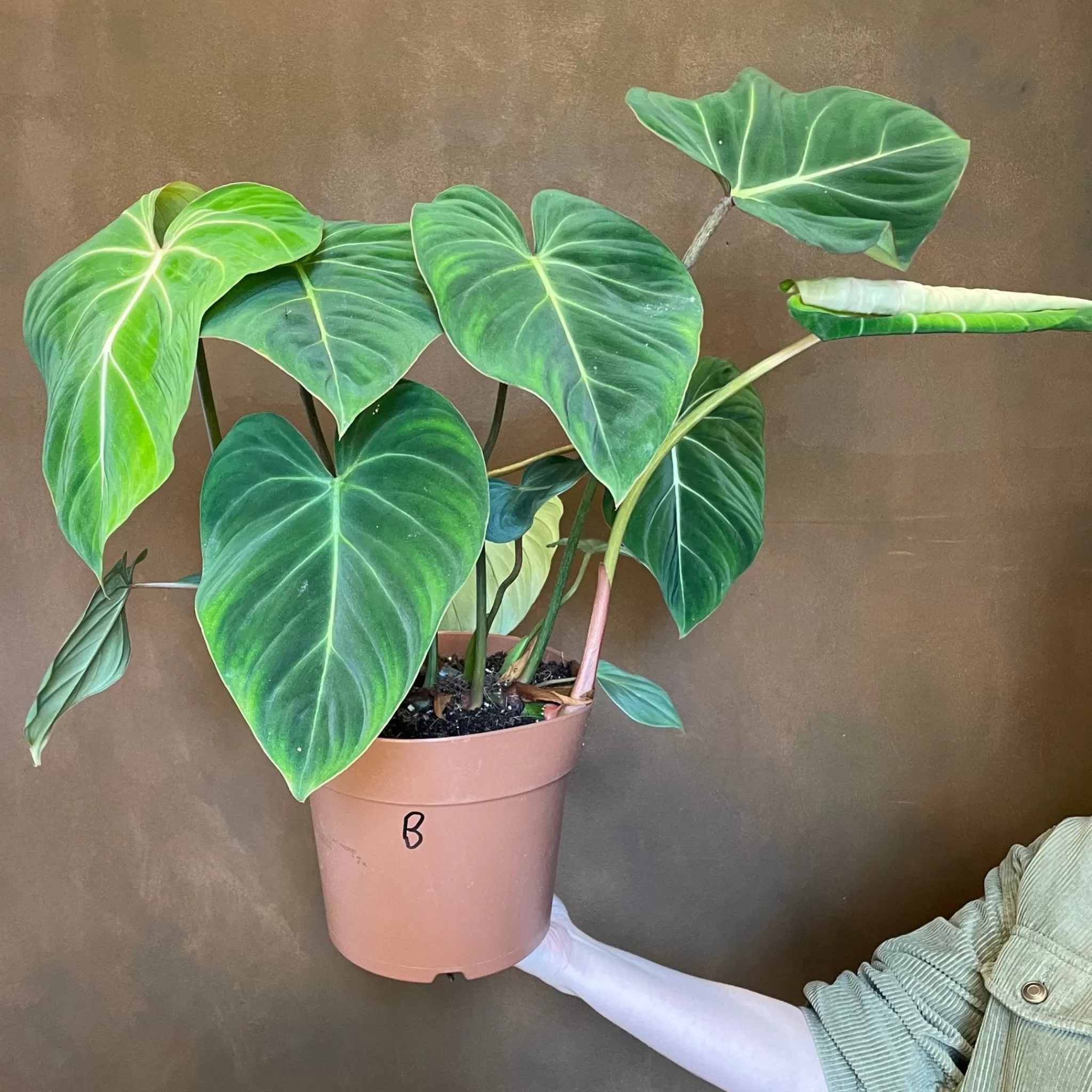 grow urban Philodendron Gloriosum- Philodendron