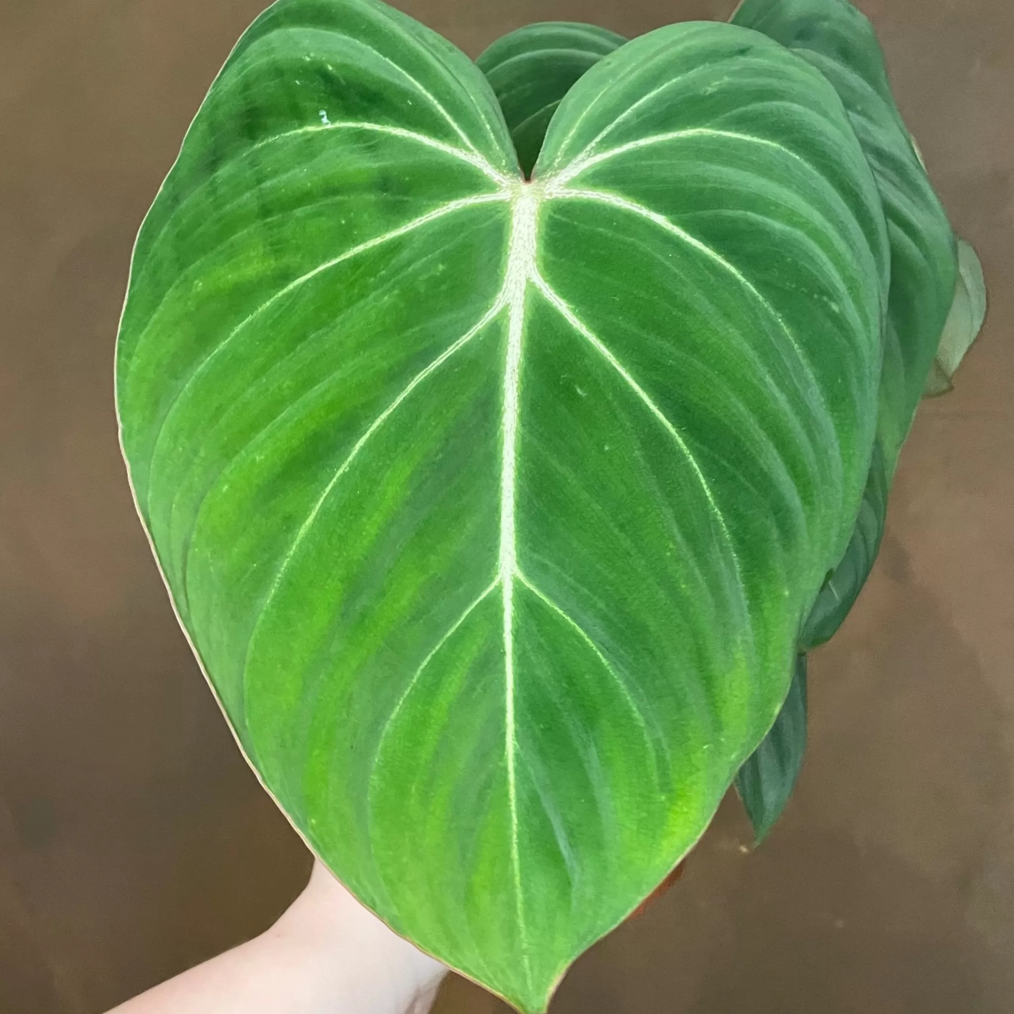 grow urban Philodendron Gloriosum- Philodendron