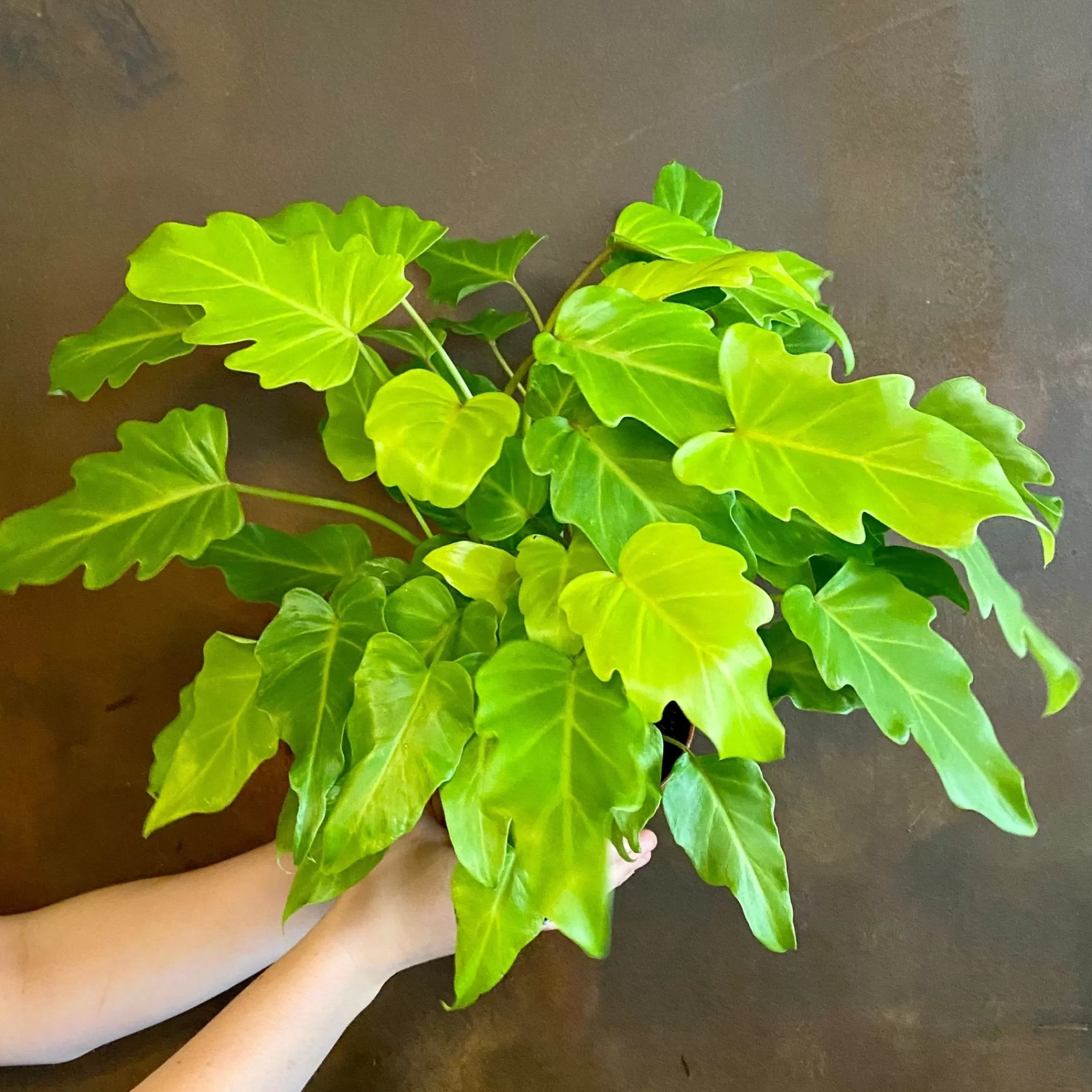 grow urban Philodendron ‘Golden Xanadu’- Philodendron