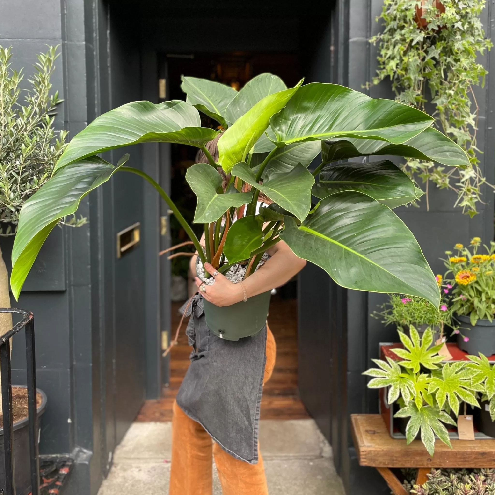grow urban Philodendron ‘Green Beauty’- Philodendron