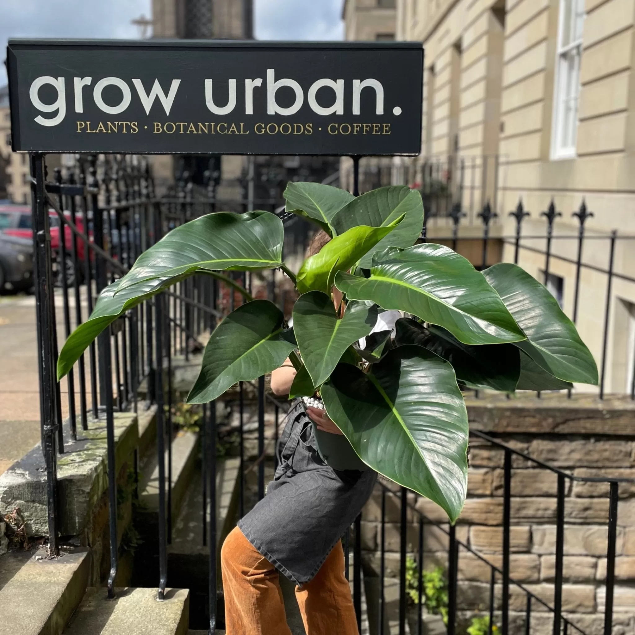 grow urban Philodendron ‘Green Beauty’- Philodendron