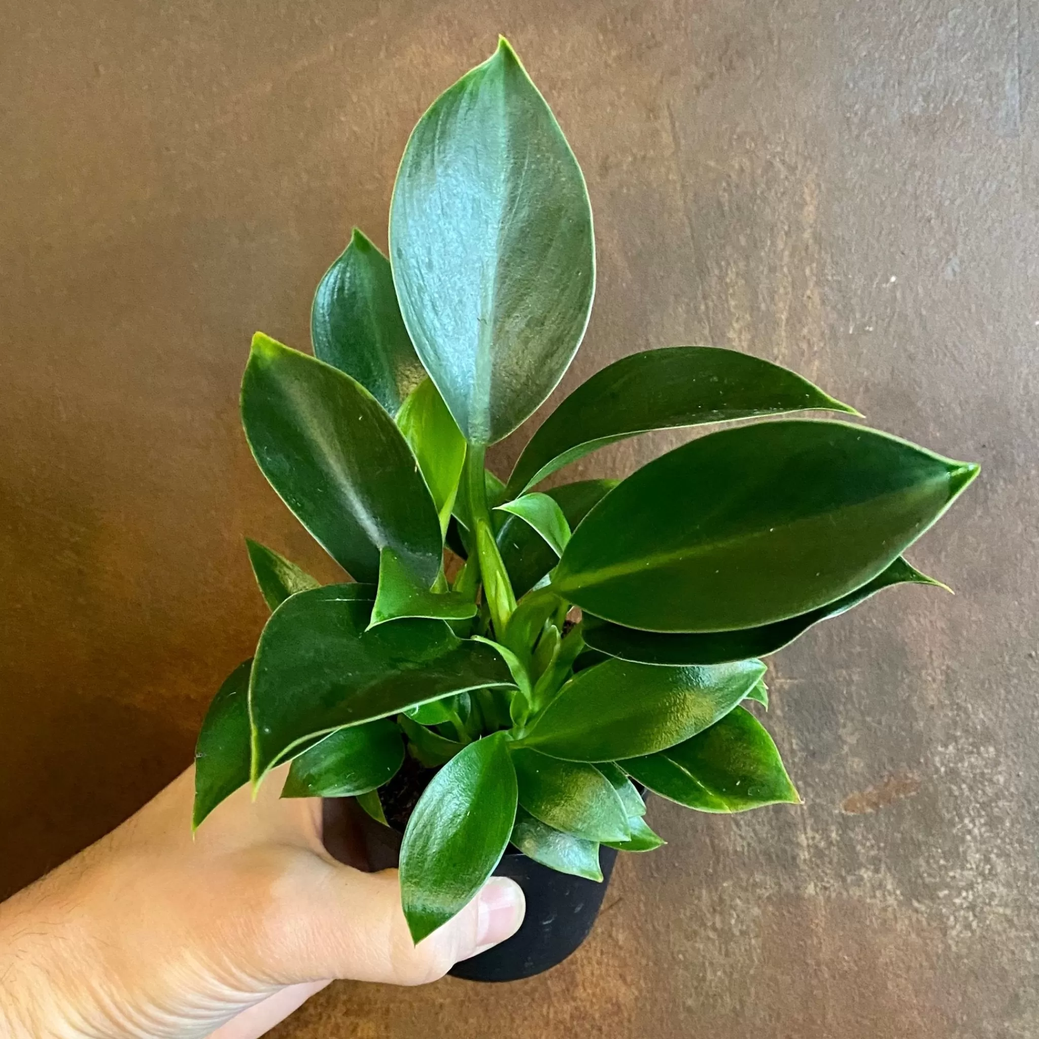 grow urban Philodendron ‘Green Princess’ (9cm Pot)- Philodendron