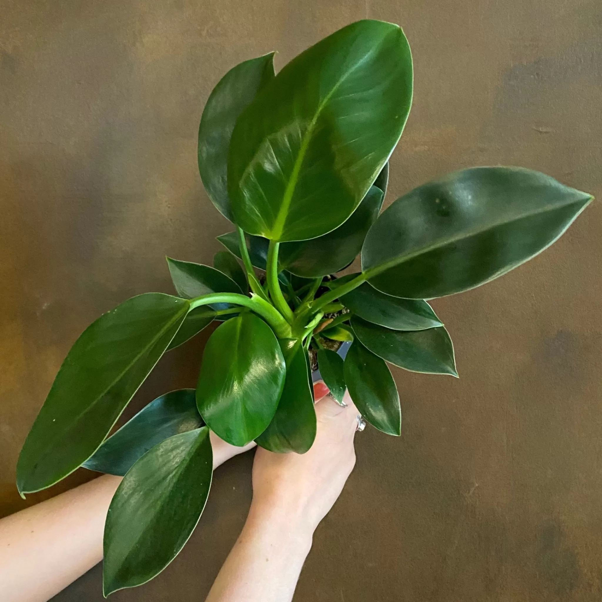 grow urban Philodendron ‘Green Princess’ (11cm Pot)- Philodendron