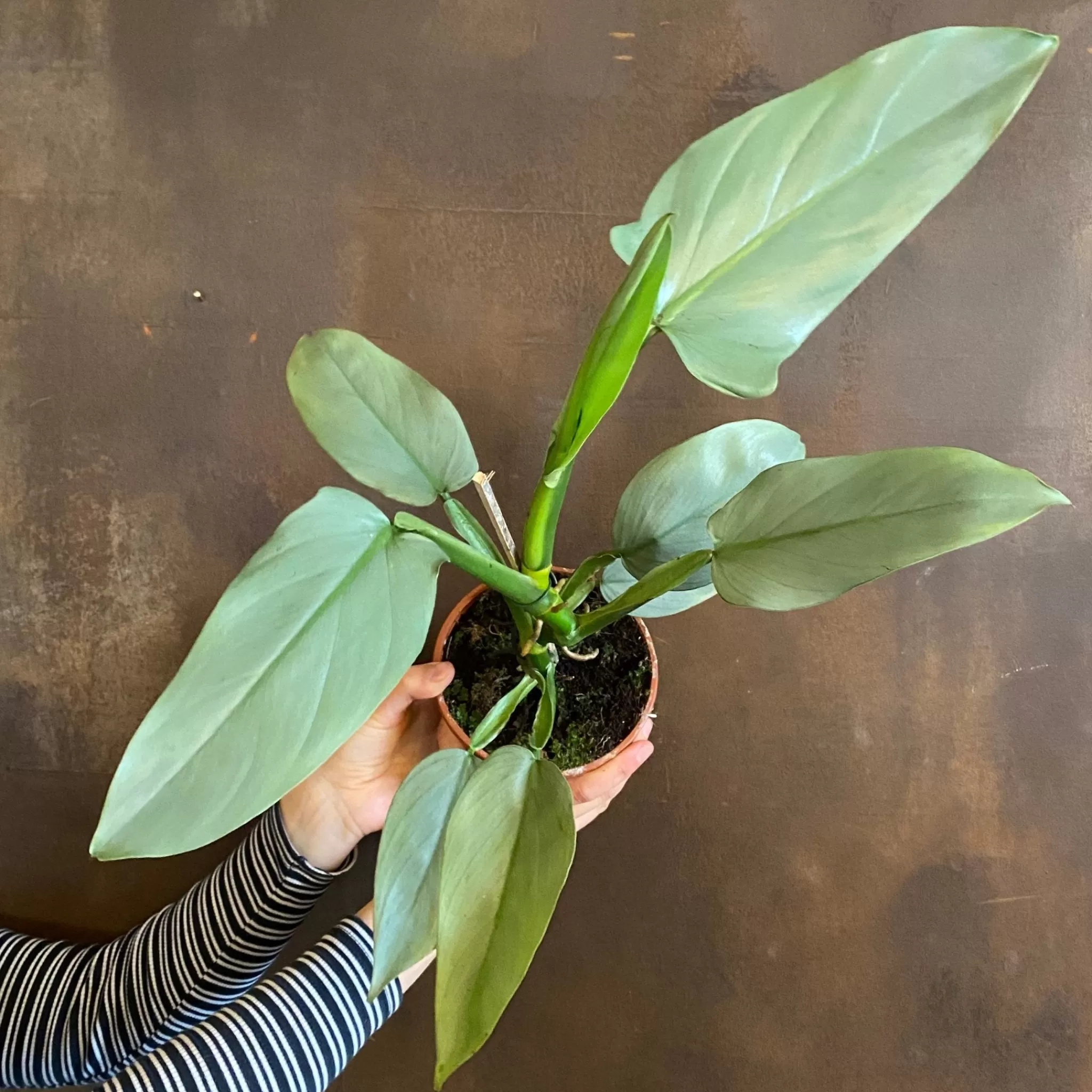 grow urban Philodendron Hastatum- Philodendron