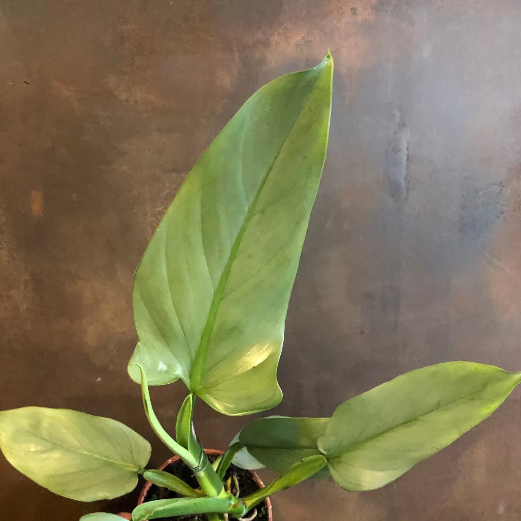 grow urban Philodendron Hastatum- Philodendron