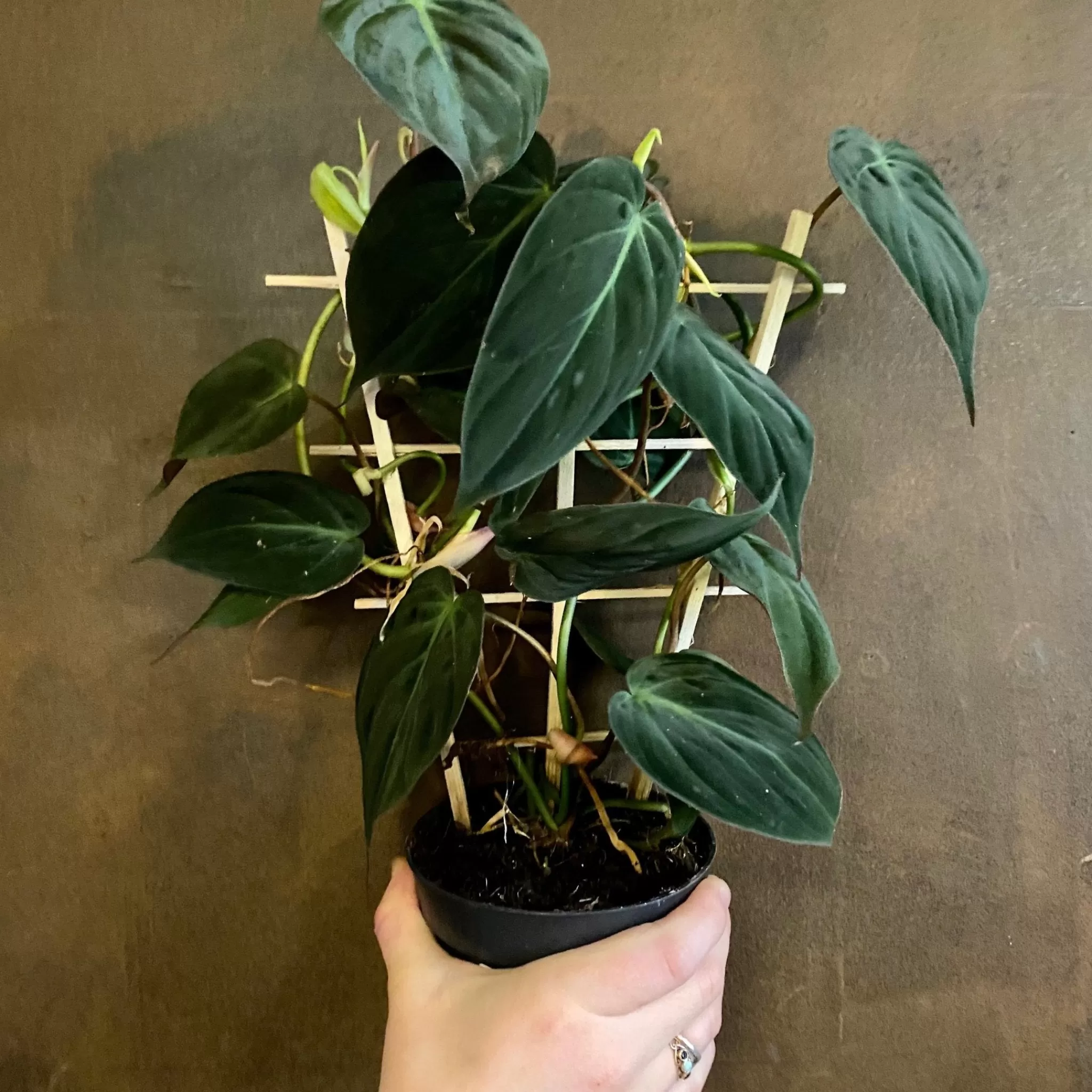 grow urban Philodendron Hederaceum Var. Hederaceum (trellis)- Philodendron